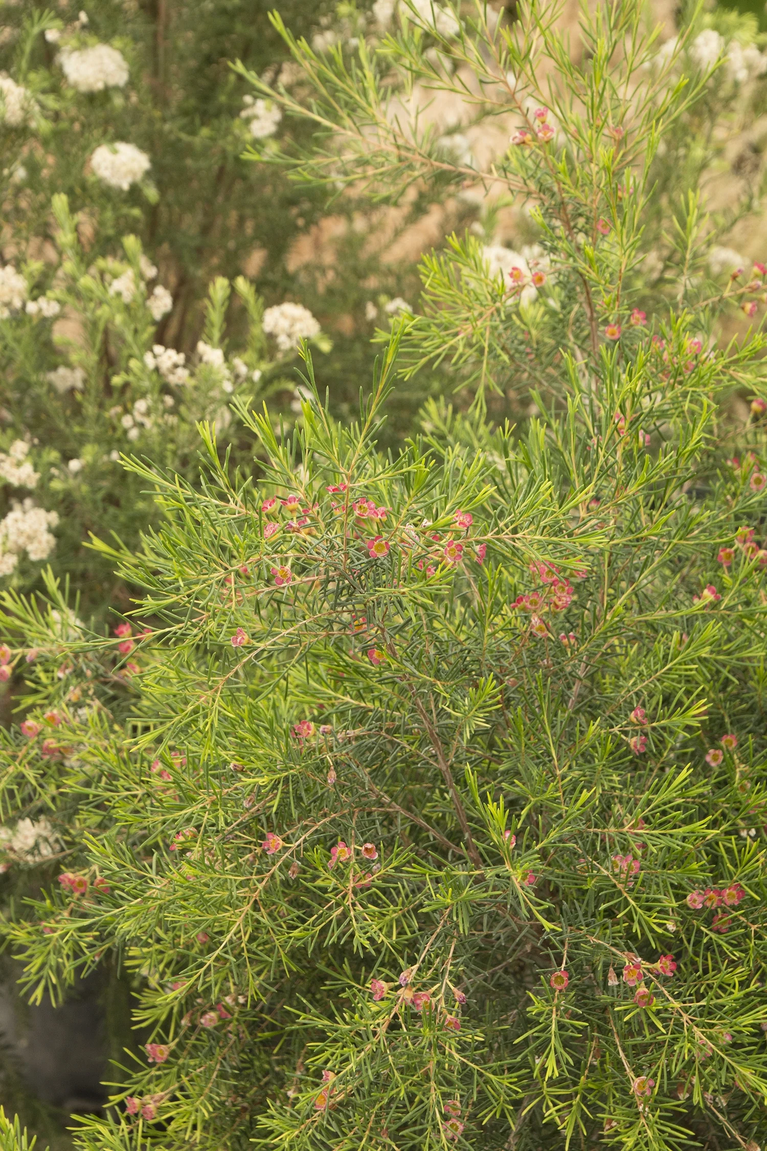 My Sweet Sixteen waxflower (Chamelaucium uncinatum 'My Sweet Sixteen') with fine, needle-like green foliage covered in small pink and coral flowers, photographed in a garden border showing the plant's full mature form among white-flowering companions.