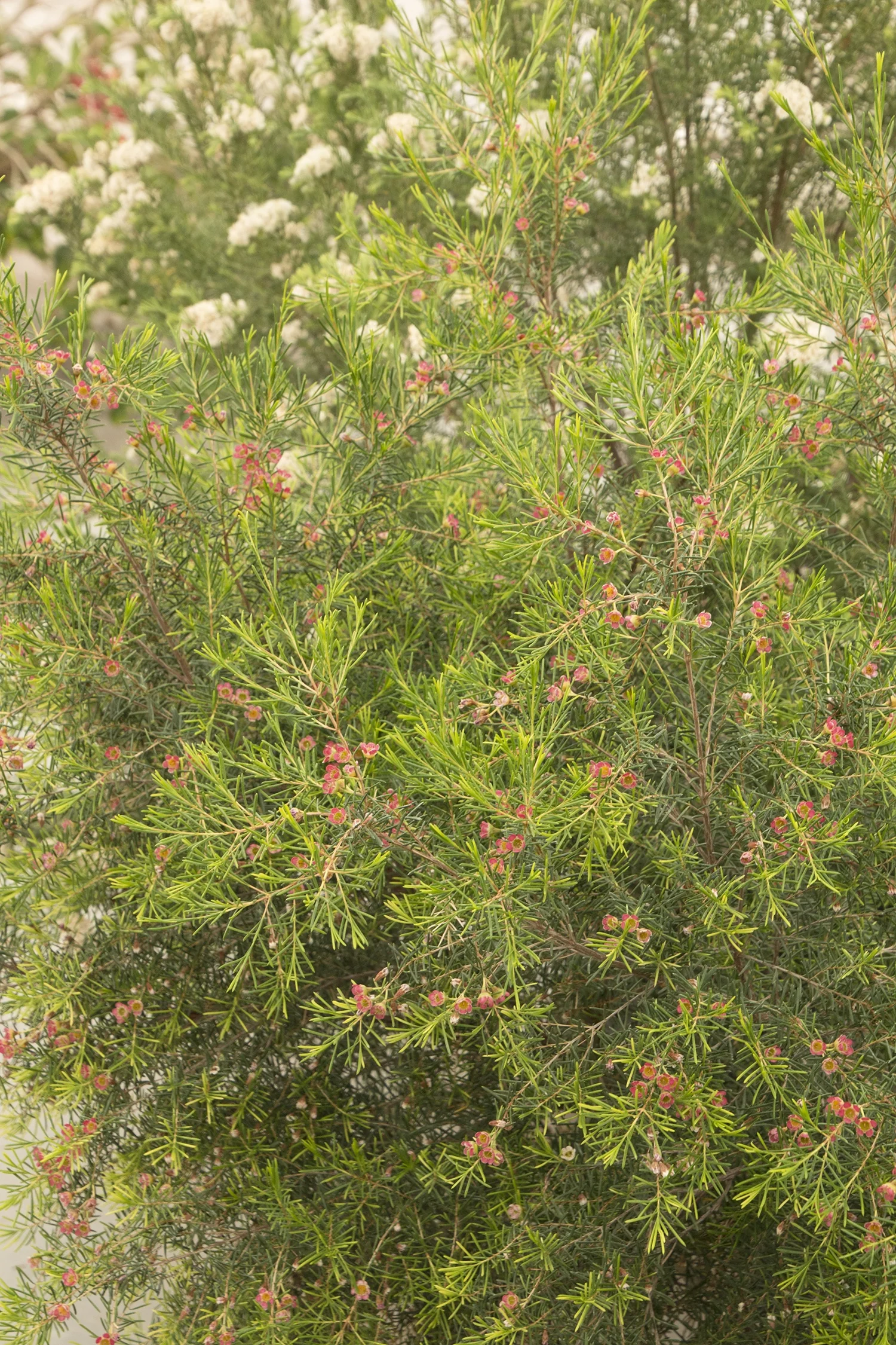 My Sweet Sixteen Waxflower (Chamelaucium uncinatum 'My Sweet Sixteen') displaying fine, needle-like green foliage with abundant small pink and coral flowers clustered along thin stems, shown at medium distance in a garden setting to demonstrate the plant's full flowering form and mature habit.