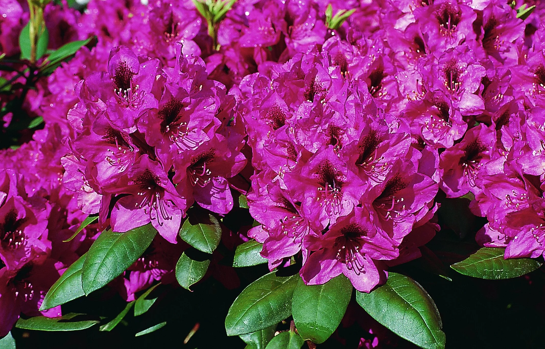 Miyama Mendosina Rhododendron, Rhododendron yakushimanum x 'Mendosina'