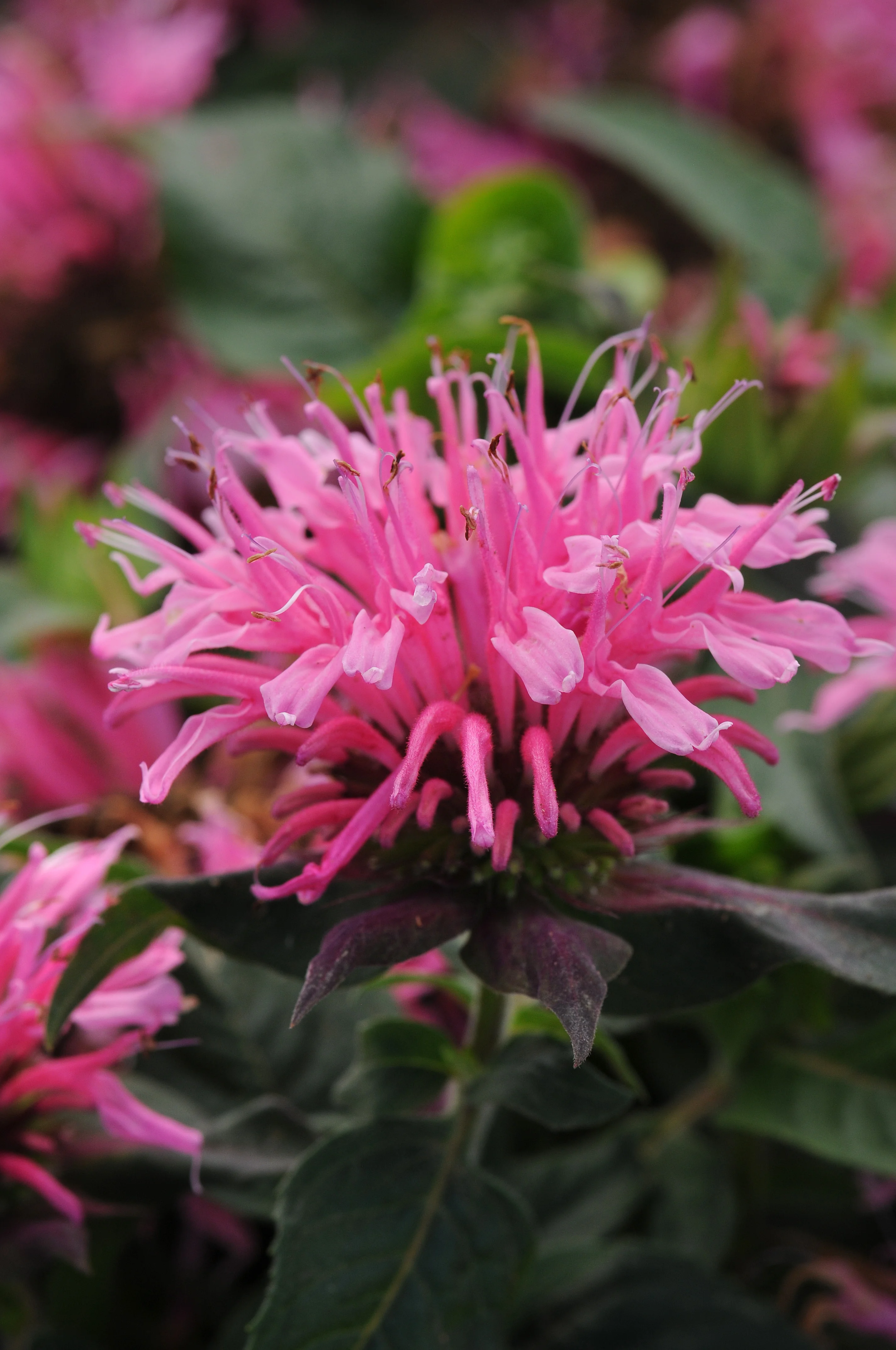 Close-up of Balmy™ Pink Bee Balm (Monarda didyma 'Balbalmink'), showing a dense pompom flower cluster with bright pink tubular petals radiating outward and prominent stamens, dark green foliage below, demonstrating the plant's distinctive bloom structure.