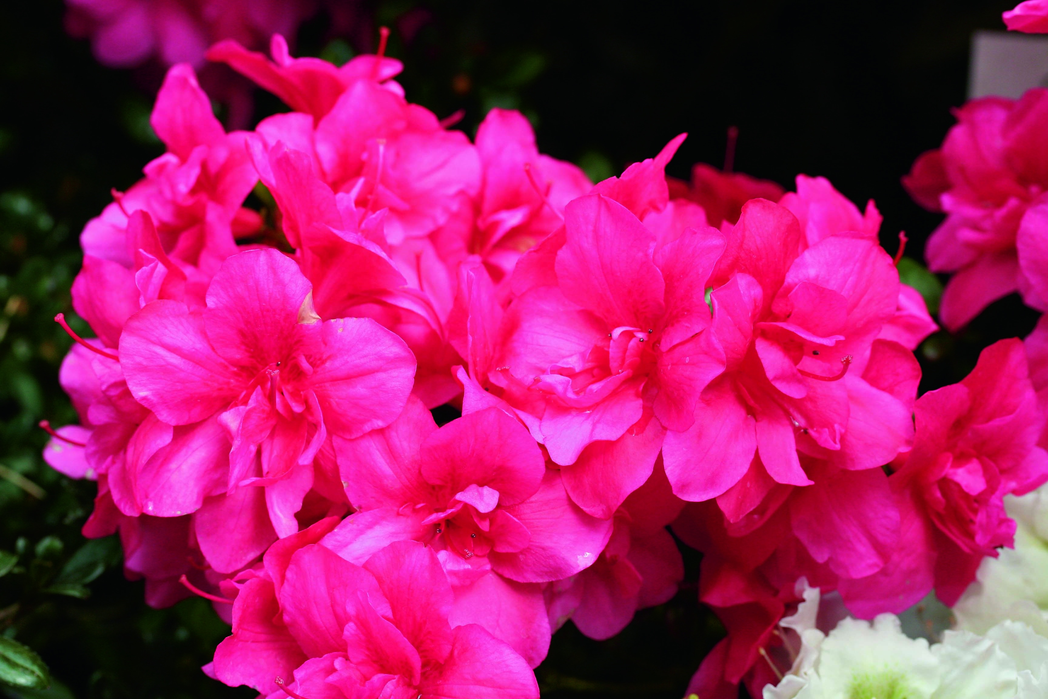 Kimono™ Maraschino Azalea, Azalea x 'Maraschino', Monrovia Plant