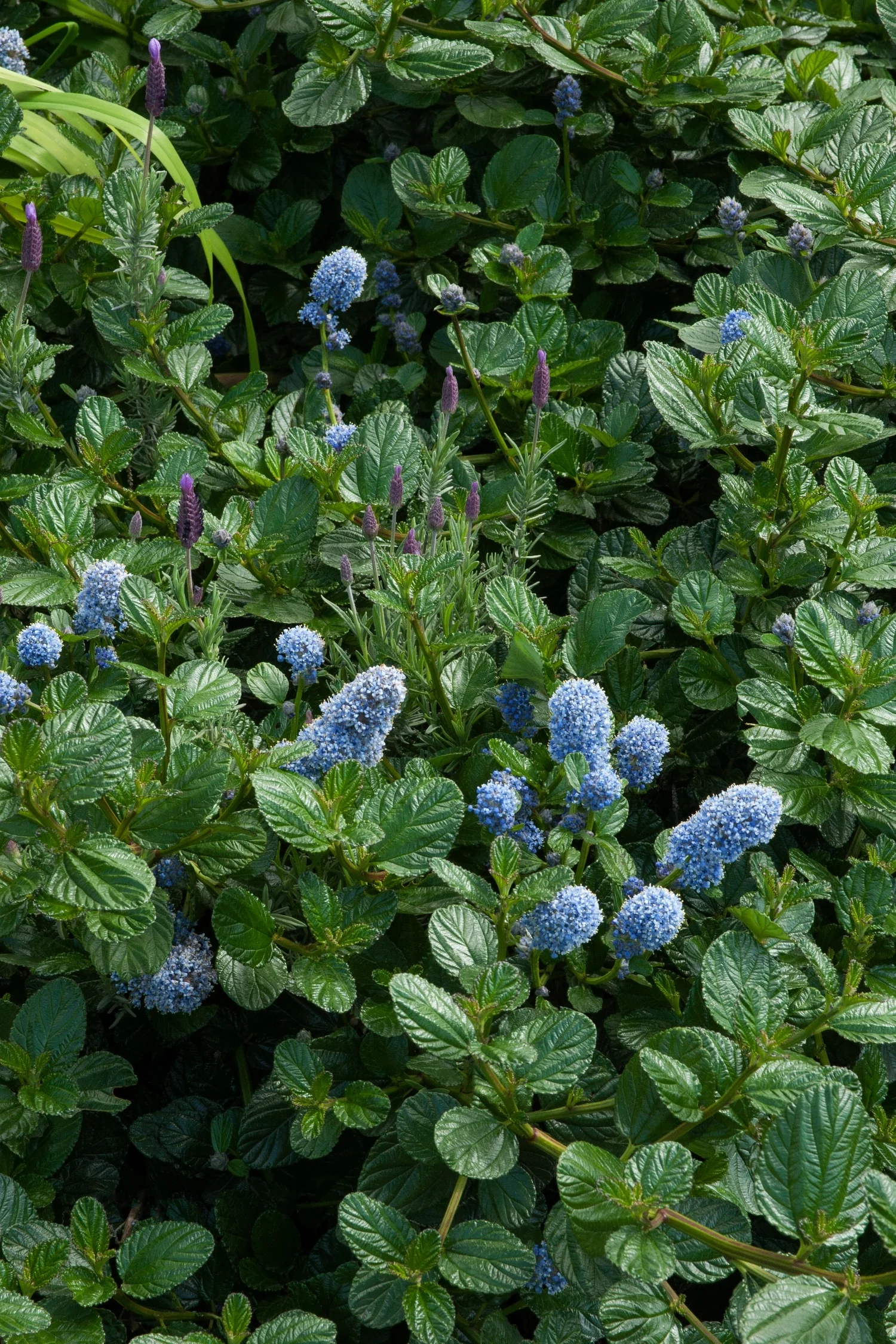 Yankee Point California Lilac (Ceanothus griseus var. horizontalis 'Yankee Point') displaying dense, bright green crinkled foliage with clusters of powder-blue flowers at various bloom stages, shown from above in a full garden planting to demonstrate mature spread and abundant flowering.