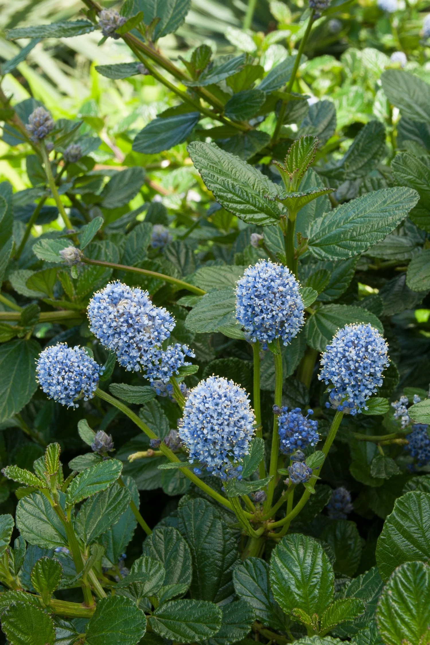 Yankee Point California Lilac (Ceanothus griseus var. horizontalis 'Yankee Point') displaying bright blue, rounded flower clusters held on green stems above textured, wrinkled green foliage, shown in full bloom to demonstrate flowering form and mature plant appearance.