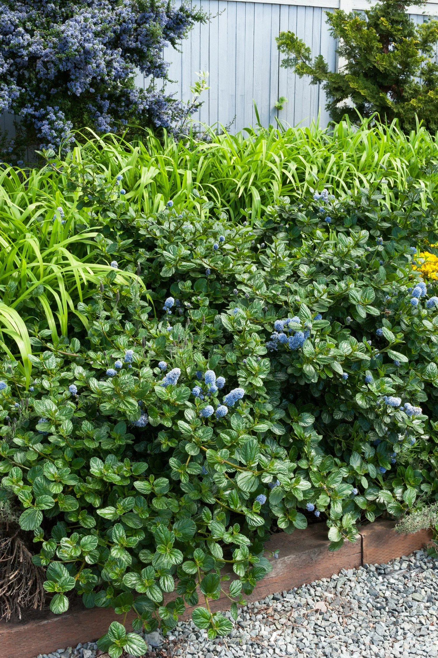 Yankee Point California Lilac (Ceanothus griseus var. horizontalis 'Yankee Point') displaying dense, mounding habit with bright green oval foliage and clusters of small blue flowers throughout. Shown in a mixed landscape border with ornamental grasses and gravel ground cover, demonstrating mature landscape use.