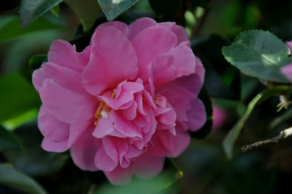 Close-up of Camellia x 'Autumn Spirit' displaying a full, pink double flower with layered petals and yellow stamens visible at center, surrounded by dark green glossy foliage, showing the bloom's form and color.