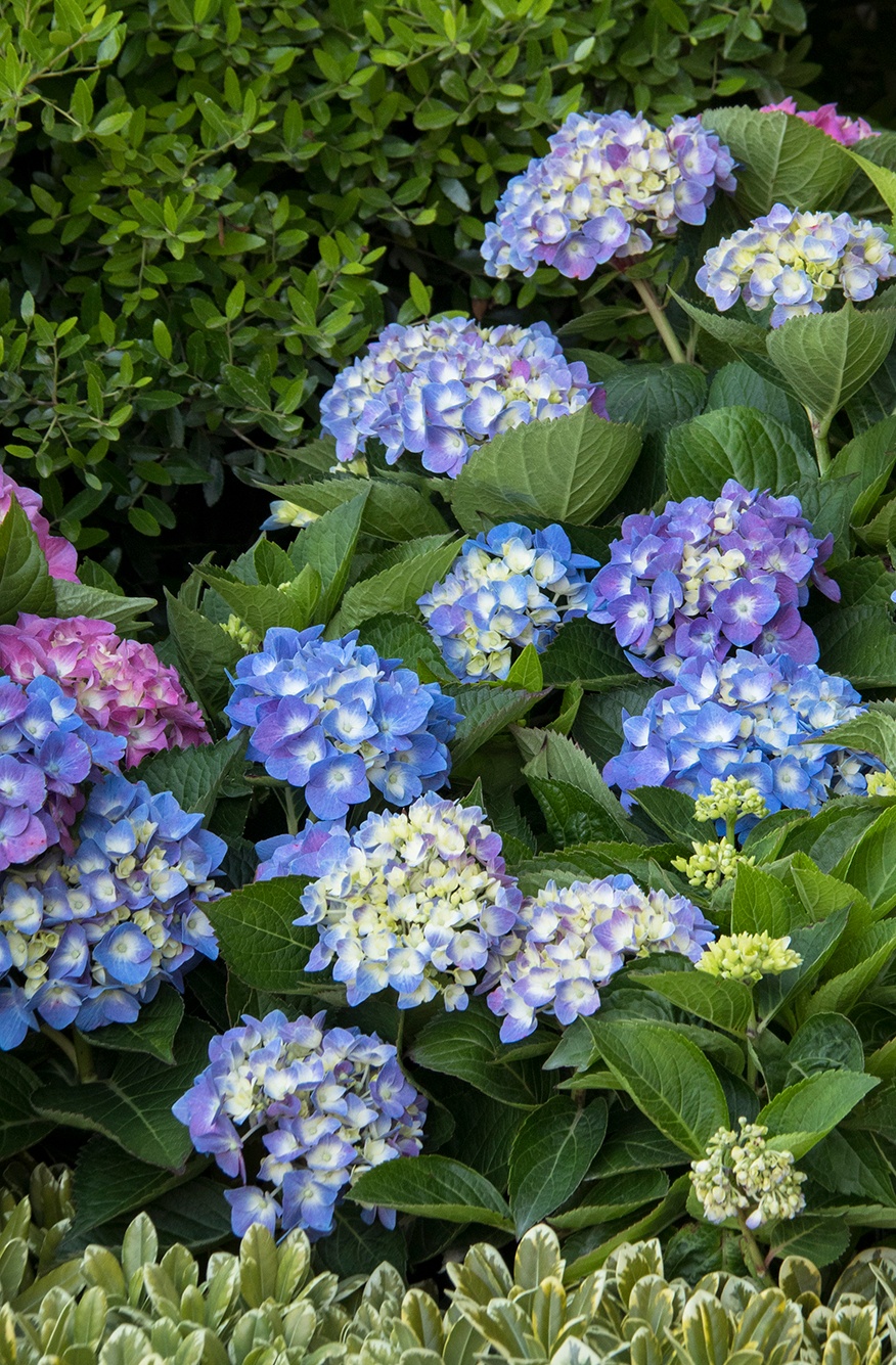 Seaside Serenade® Cape Cod Hydrangea, Monrovia Plant