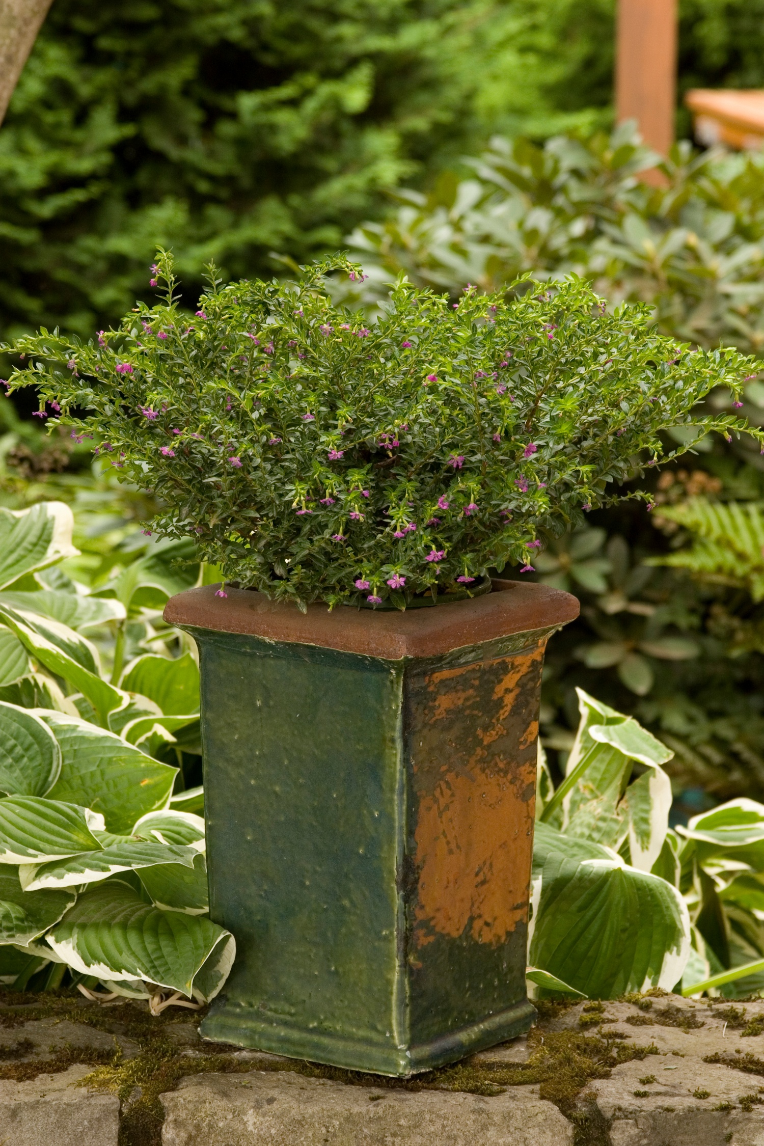 Itsy Bitsy® Lilac False Heather, Cuphea hyssopifolia 'Monshi'