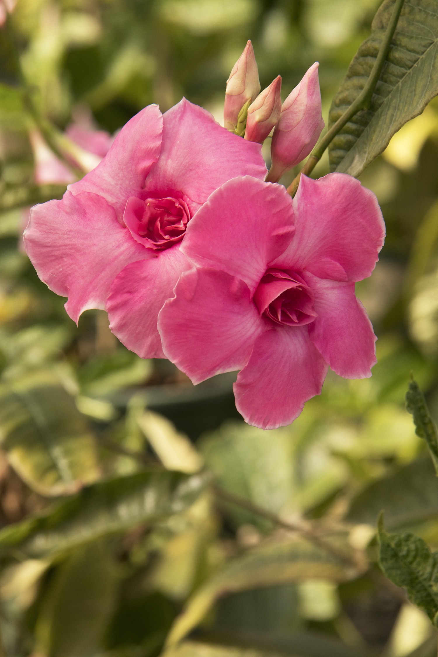 Pink Parfait® Mandevilla, Mandevilla x amabilis 'Rita Marie Greene'