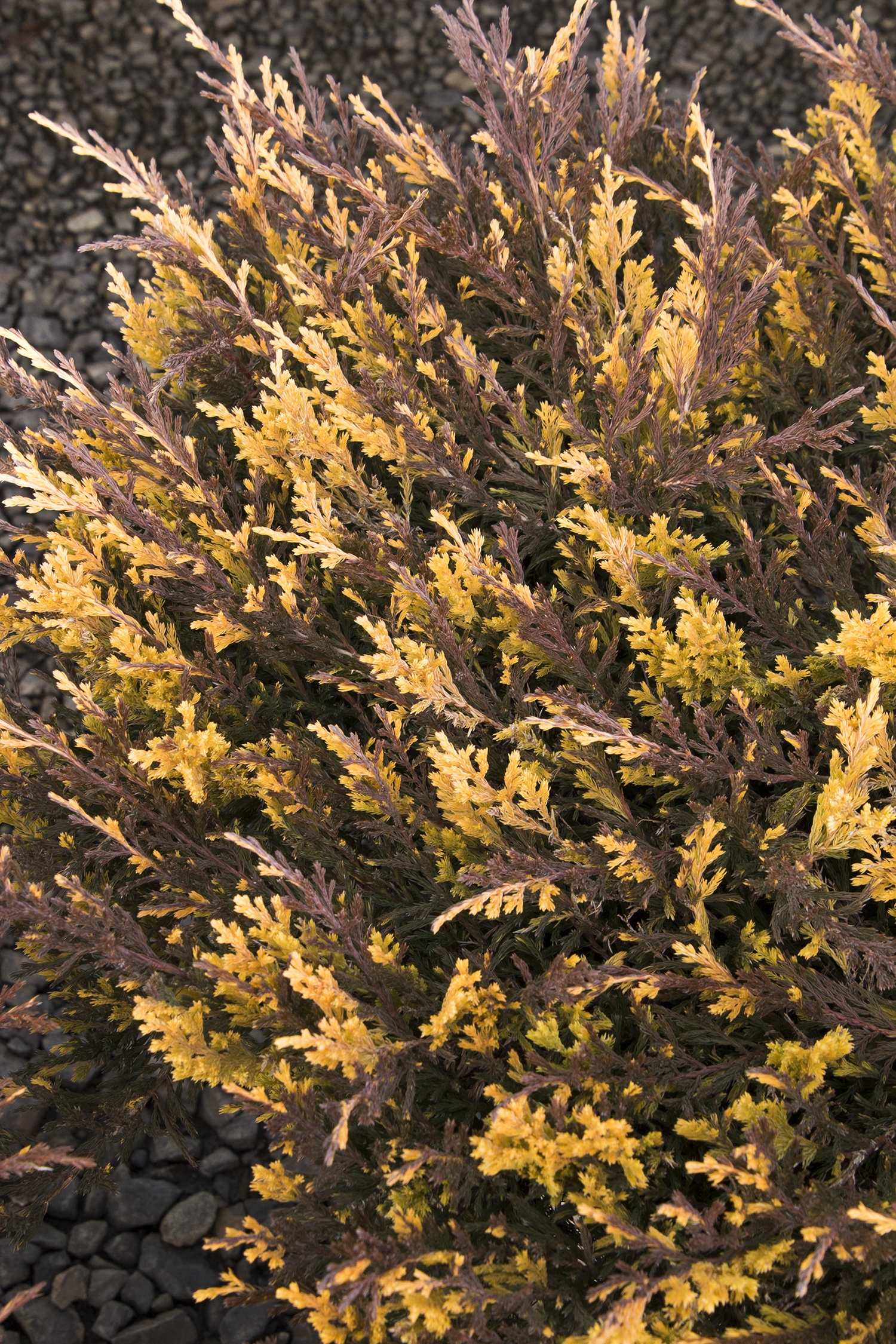 Jazzy Jewel® Andorra Juniper, Juniperus horizontalis 'MonGeo' PP