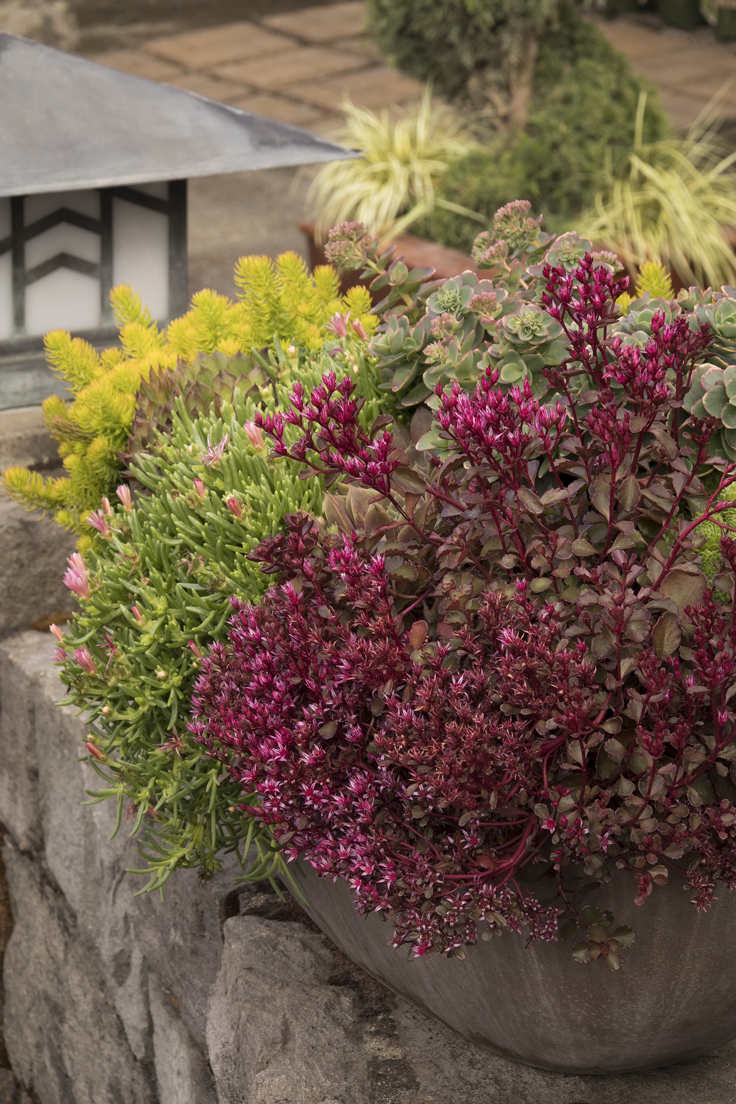 レア！！　ストロベリークォーツ共生　ガーデン　スフィア Bronze Carpet Stonecrop, Sedum spurium 'Bronze Carpet', Monrovia Plant