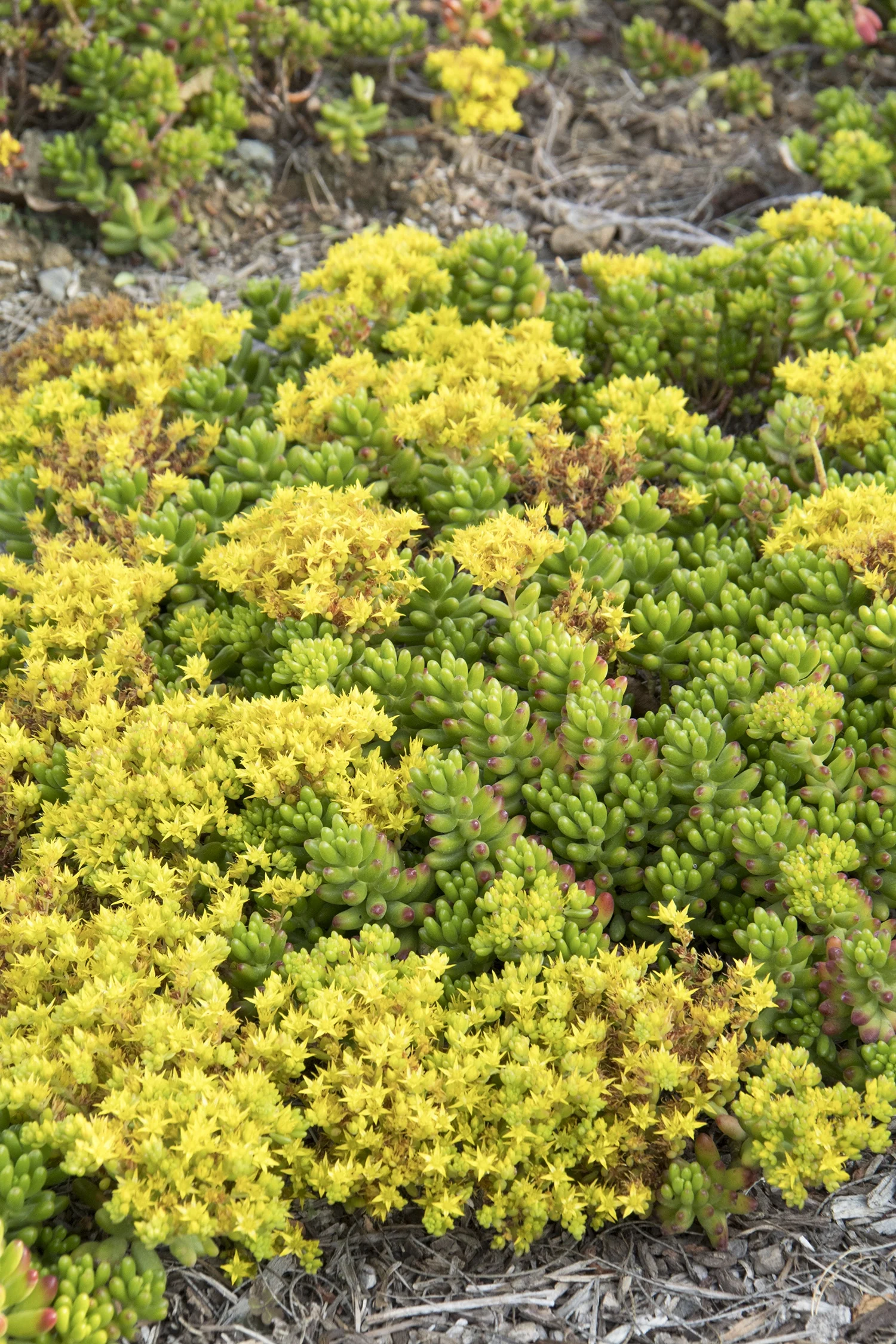 Close-up of Sedum rubrotinctum 'Aurora' (Pink Jelly Beans Sedum) showing bright yellow star-shaped flower clusters blooming above fleshy green rosette leaves with reddish tips, planted in a rocky garden bed, displaying the plant in full bloom.