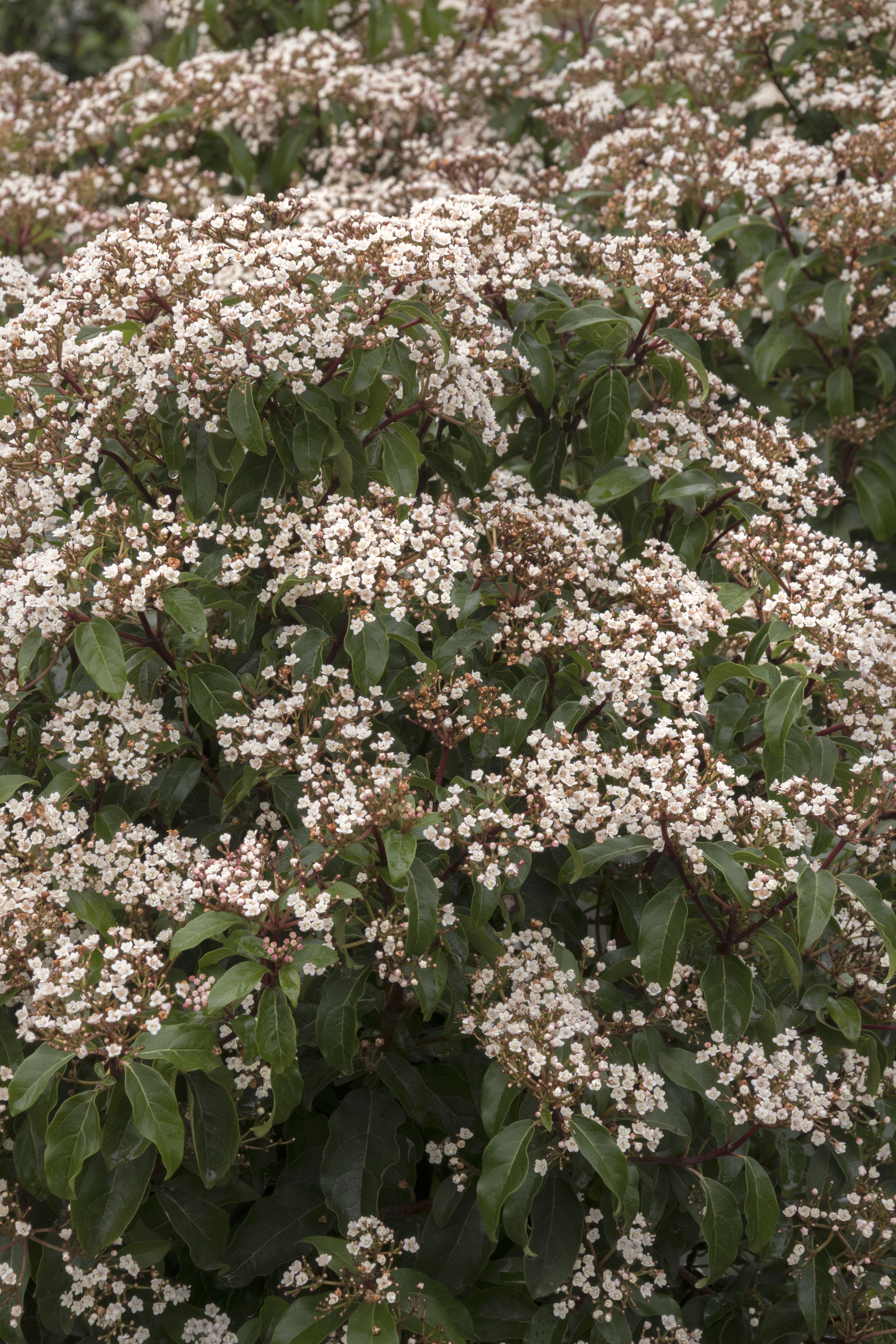 jasmine plant meaning JASMINE FLOWER APOTHERCARY. Dried Herb For Love, Meditation & Enlighte –  WhiteWitchParlour.com
