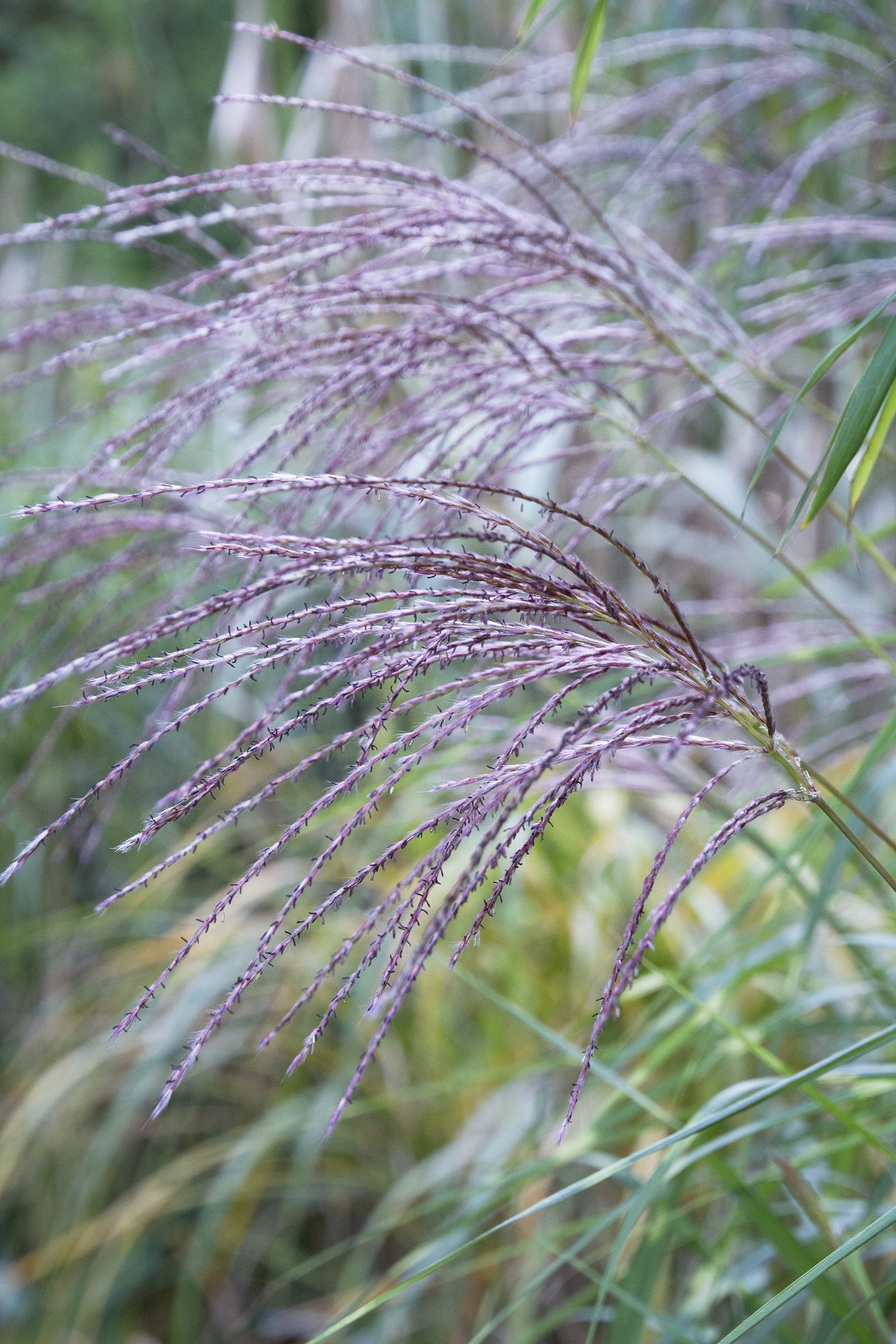 Little Zebra Dwarf Japanese Silver Grass, Monrovia Plant