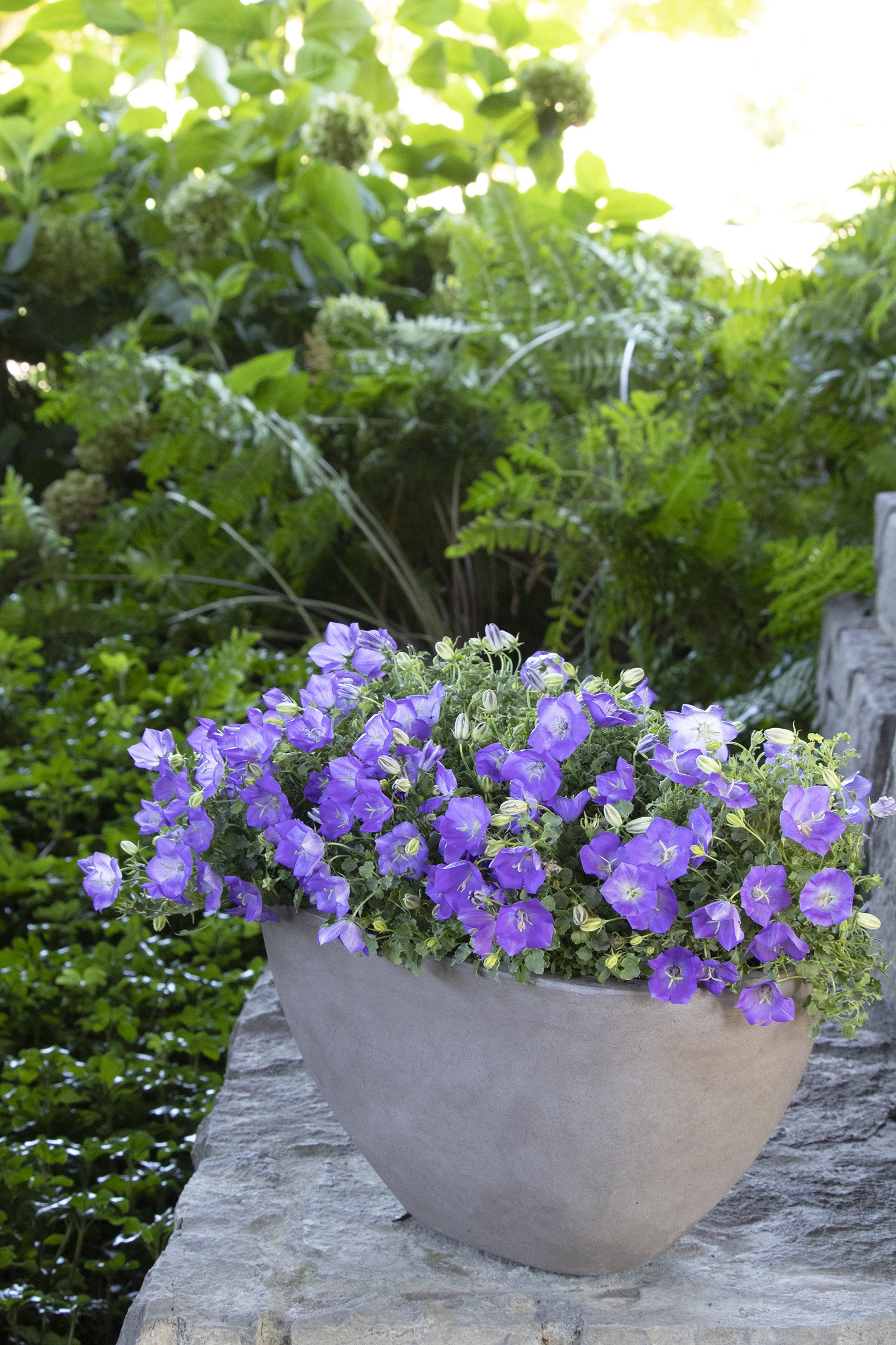 Rapido Blue Bellflower, Campanula carpatica 'Rapido Blue', Monrovia Plant