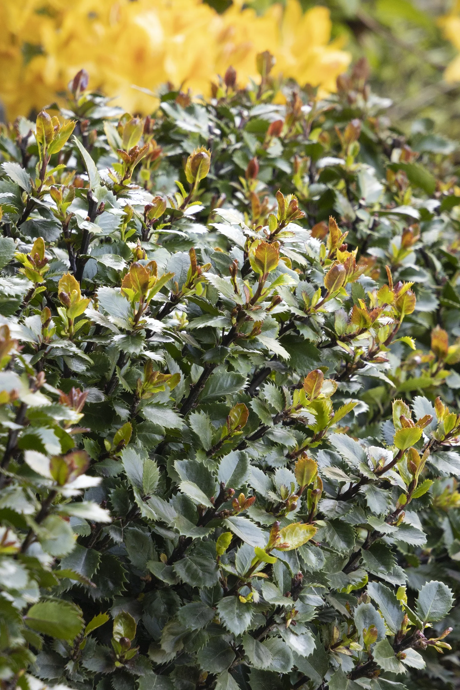 Monrovia; by Doreen Wynja