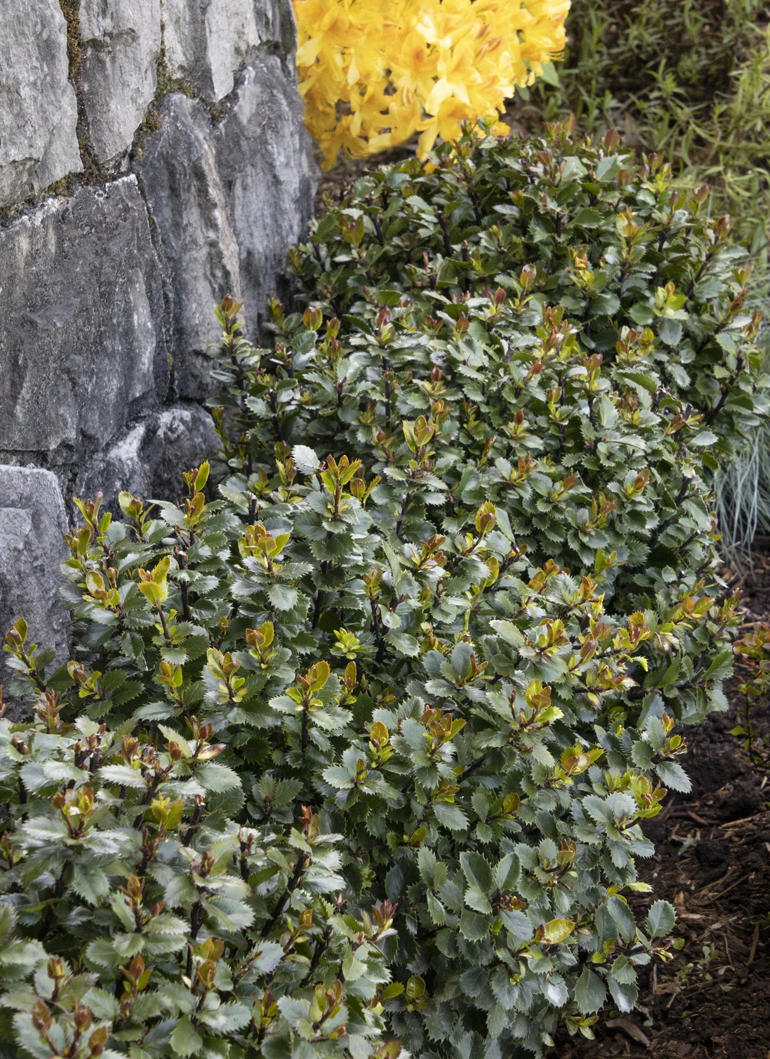 Monrovia; by Doreen Wynja