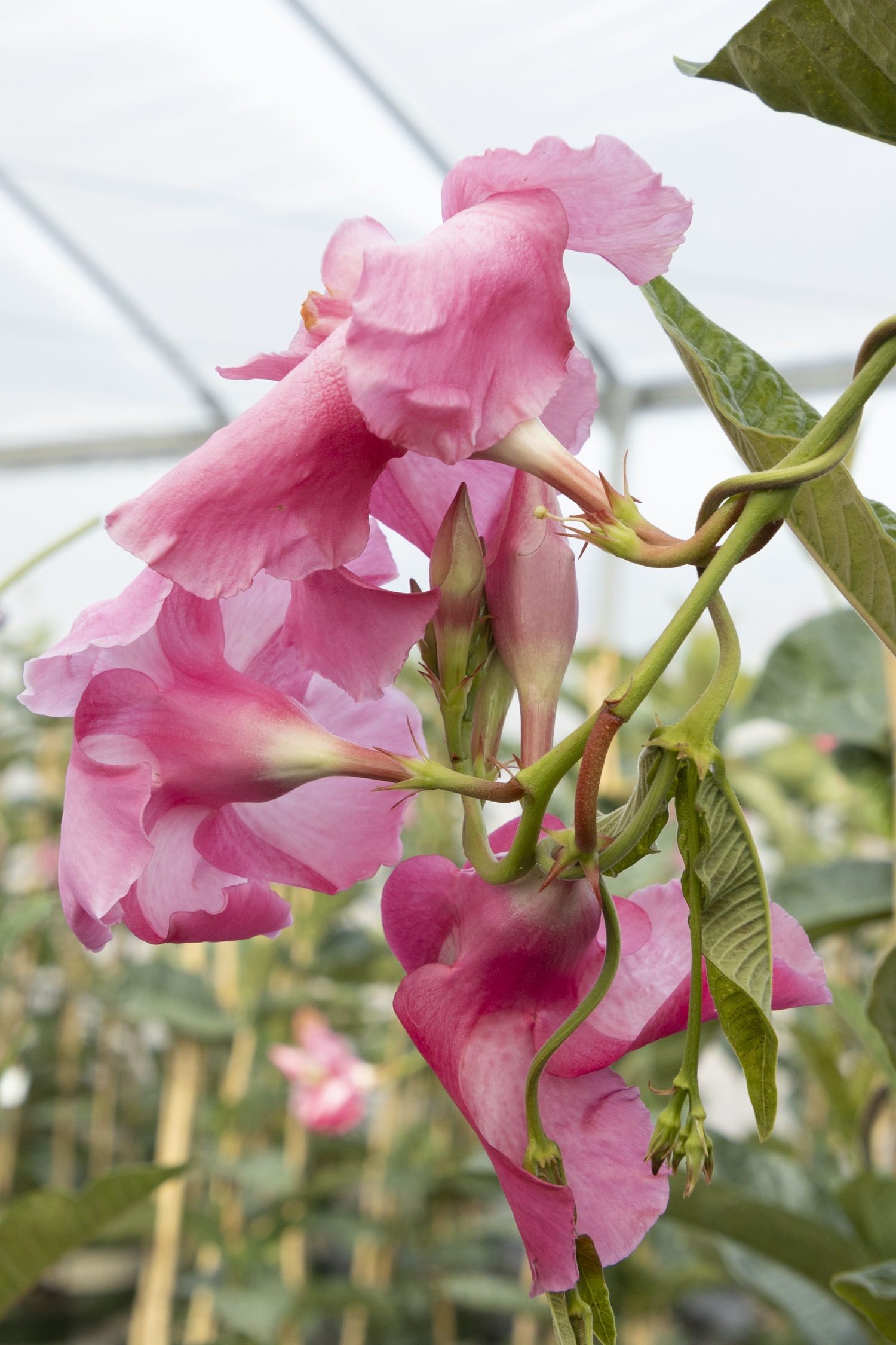 Pink Parfait® Mandevilla, Mandevilla x amabilis 'Rita Marie Greene'