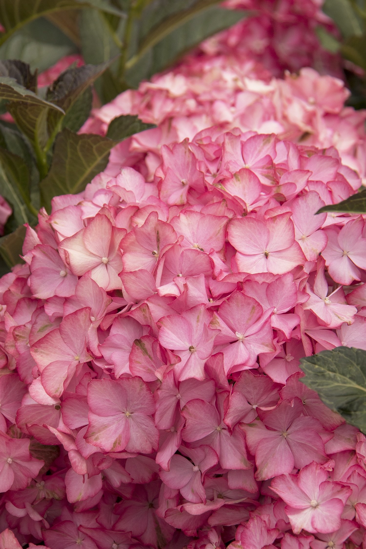 Seaside Serenade® Hamptons Hydrangea, Monrovia Plant
