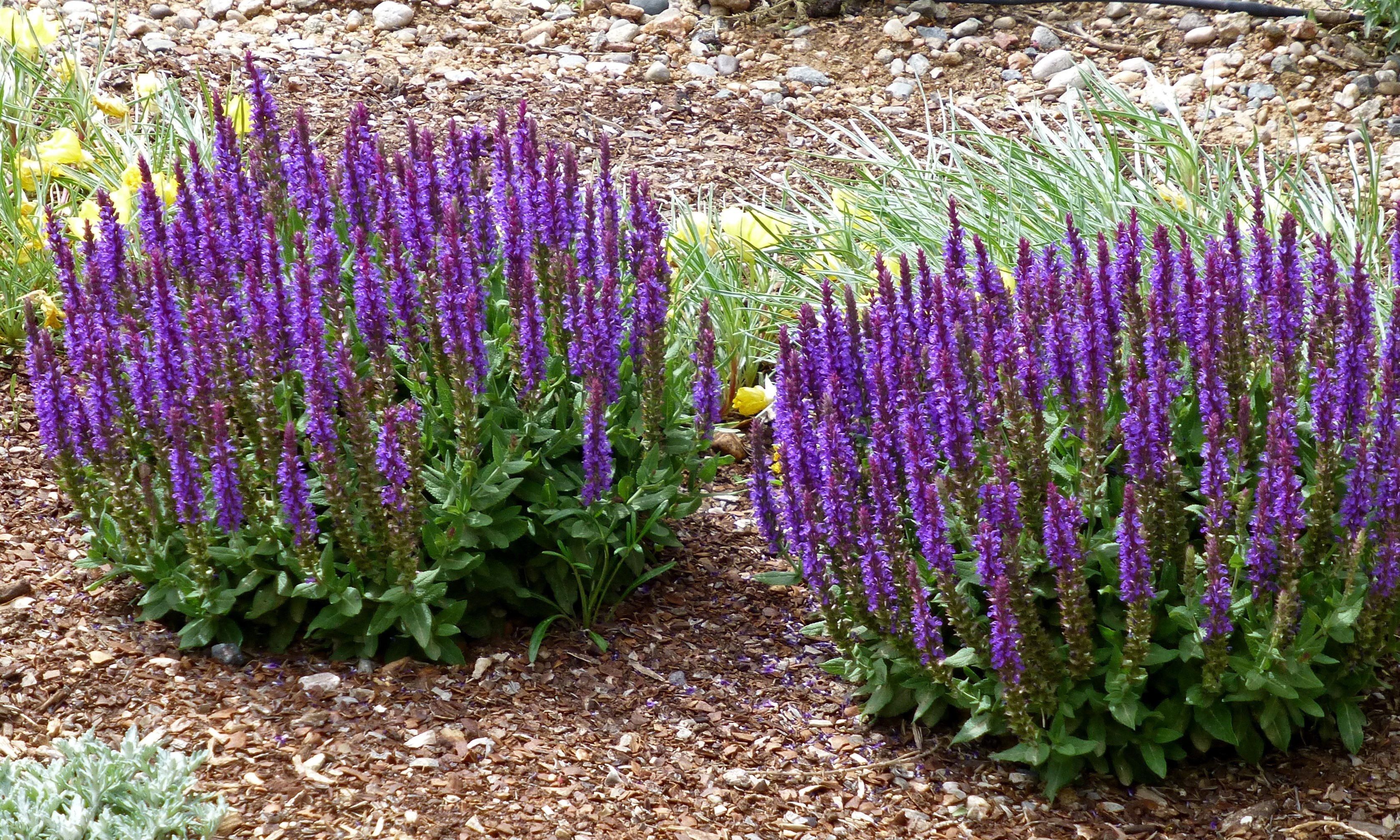 Monrovia Little Night European Meadow Sage - Thumbnail 4