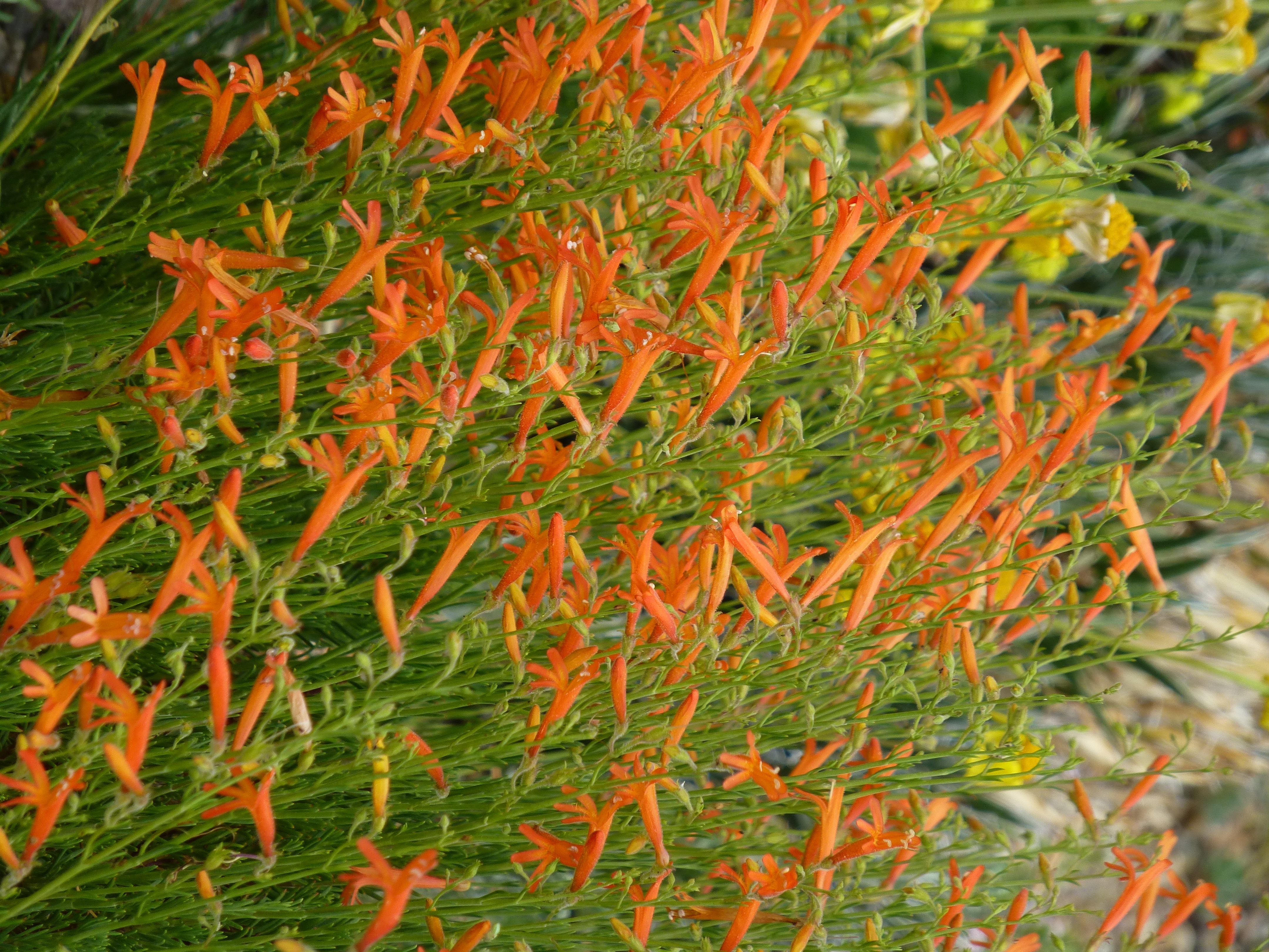 Pineleaf Beardtongue, Penstemon pinifolius 'Luminous', Monrovia Plant