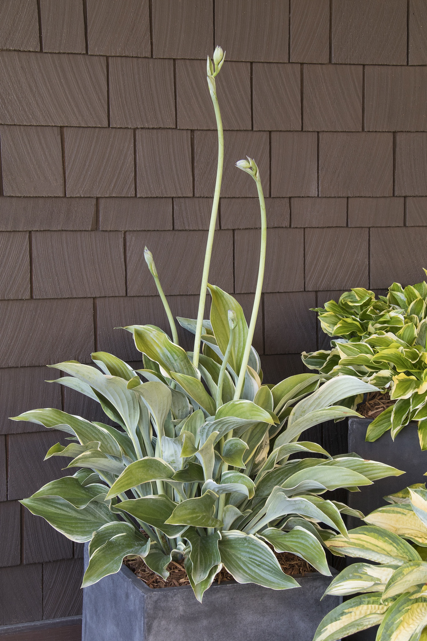 Monrovia Regal Splendor Hosta - Thumbnail 2