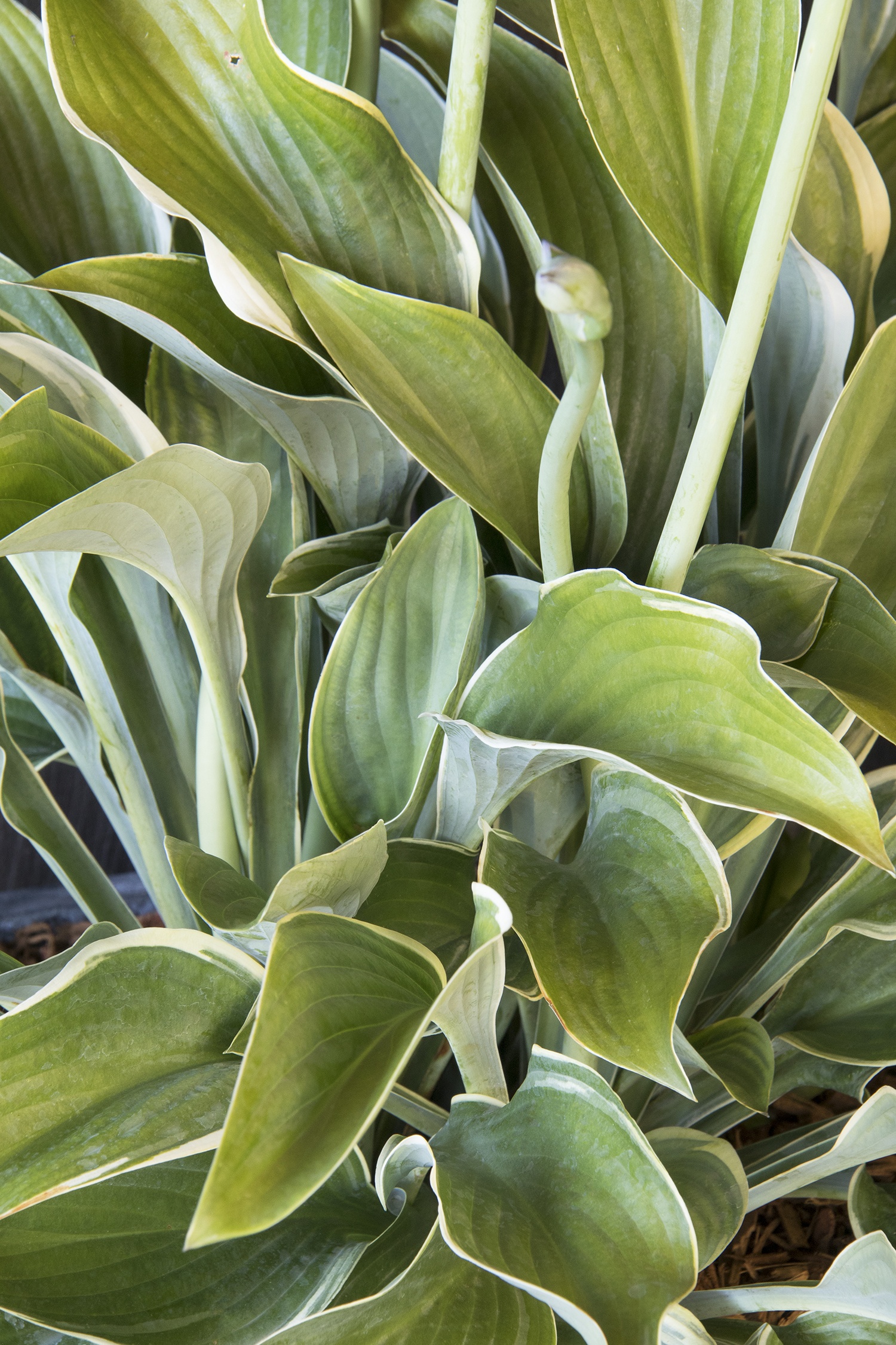 Monrovia Regal Splendor Hosta