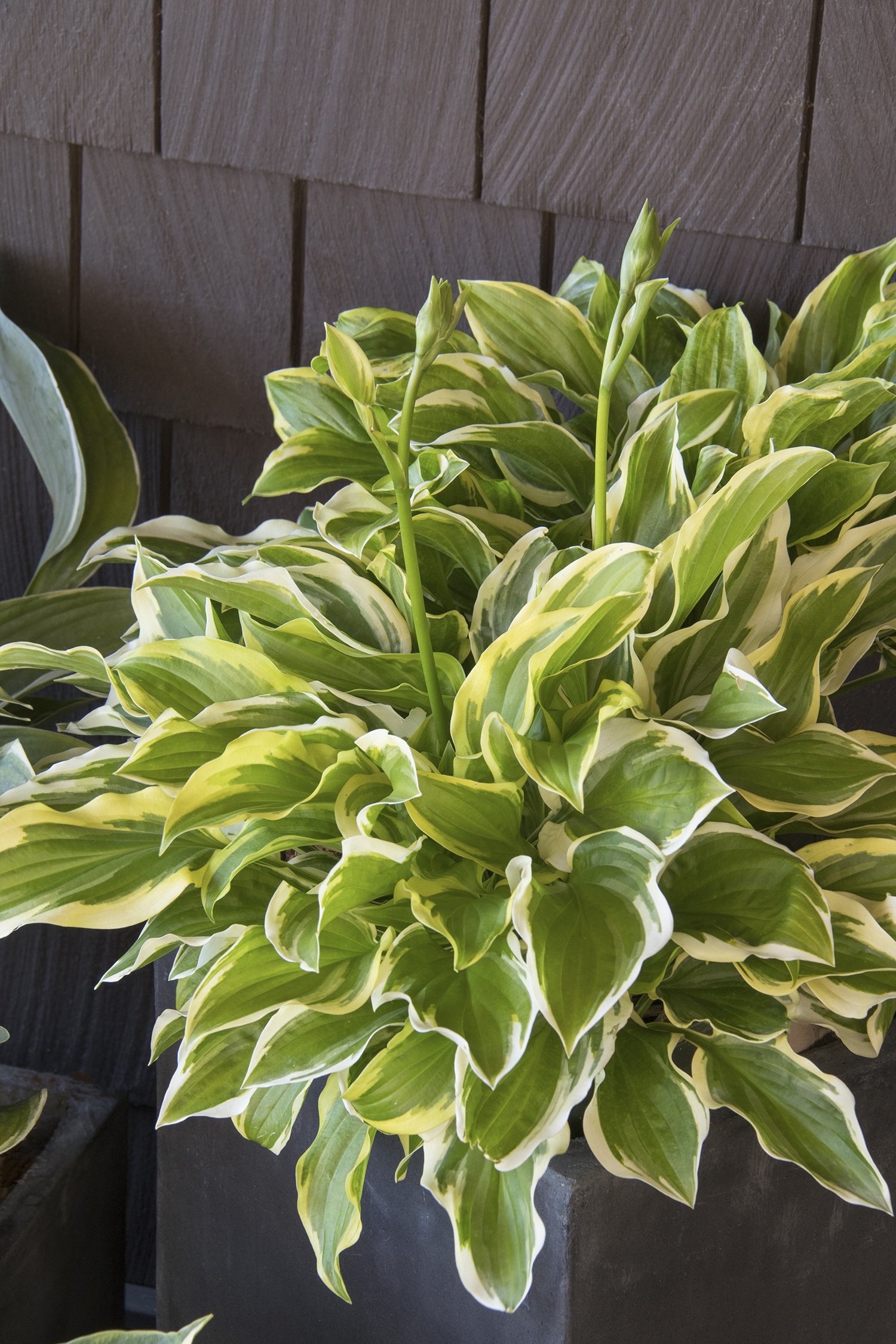 Hosta 'So Sweet'
