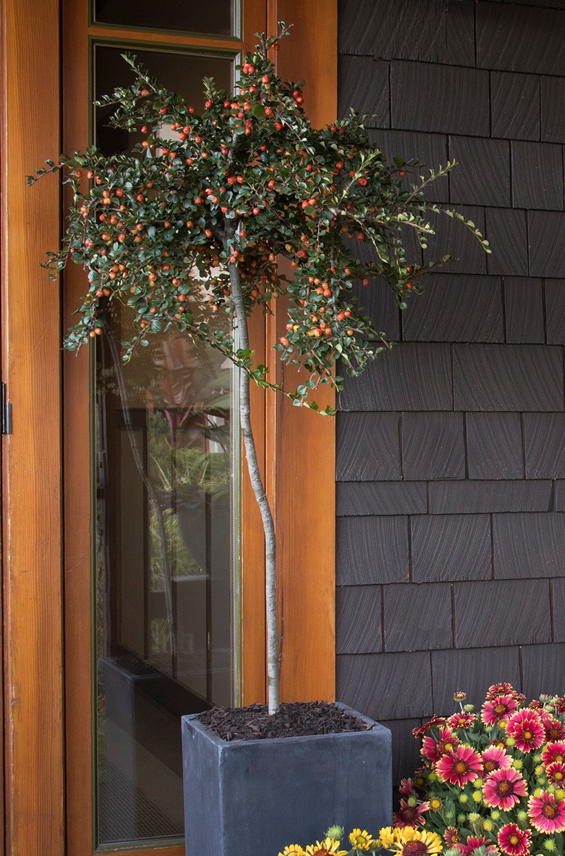 Monrovia Cranberry Cotoneaster - Thumbnail 3