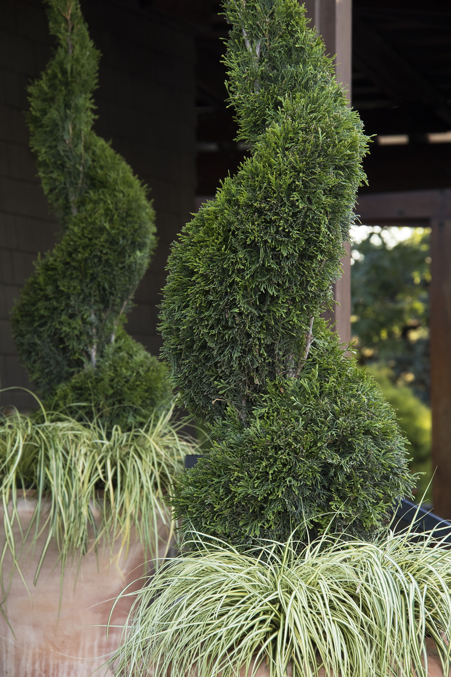 Emerald Green Arborvitae, Thuja occidentalis 'Smaragd', Monrovia Plant