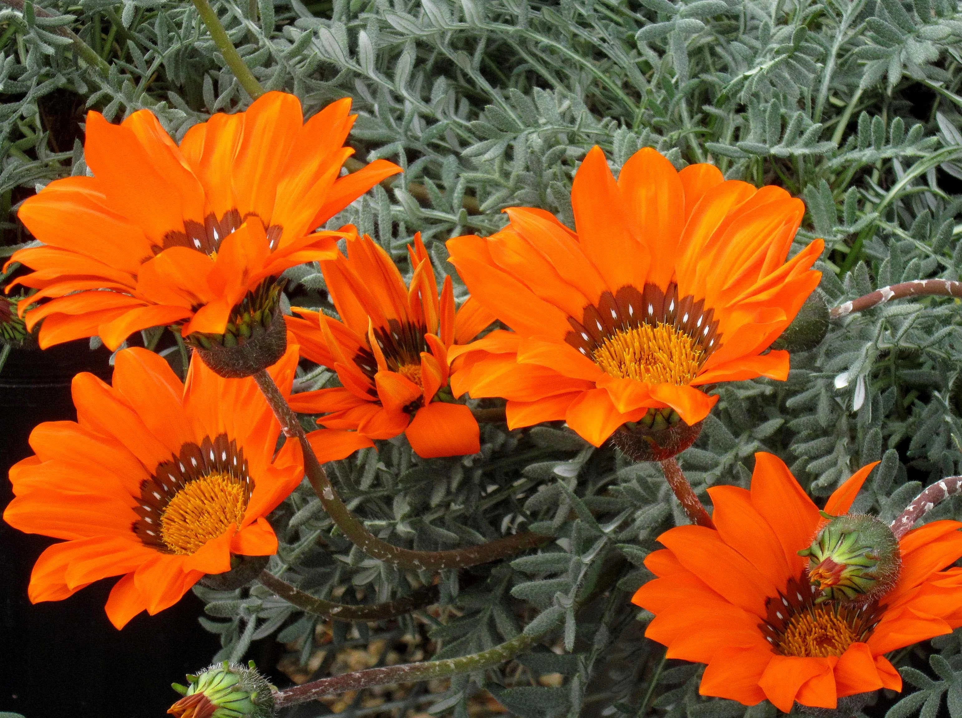 High Country Gardens