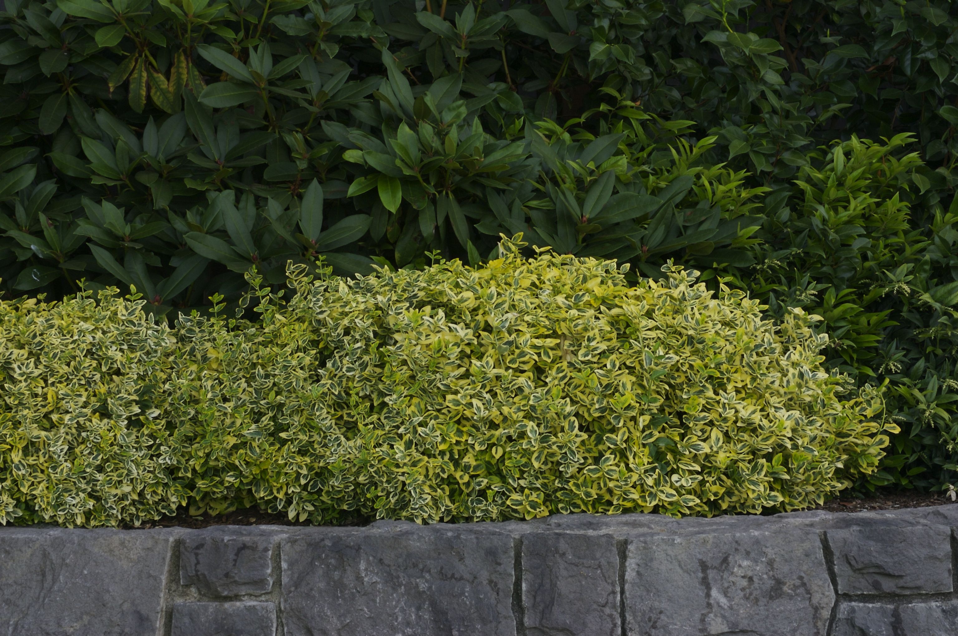 Monrovia Wintercreeper - Thumbnail 3