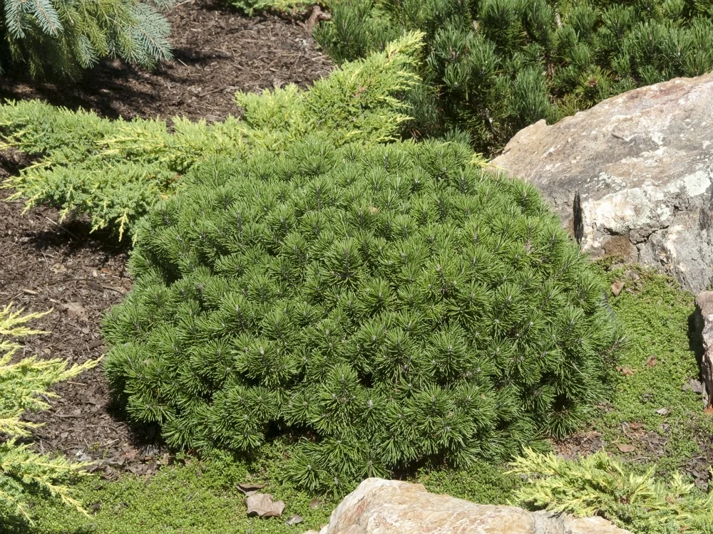 Millette Garden Media