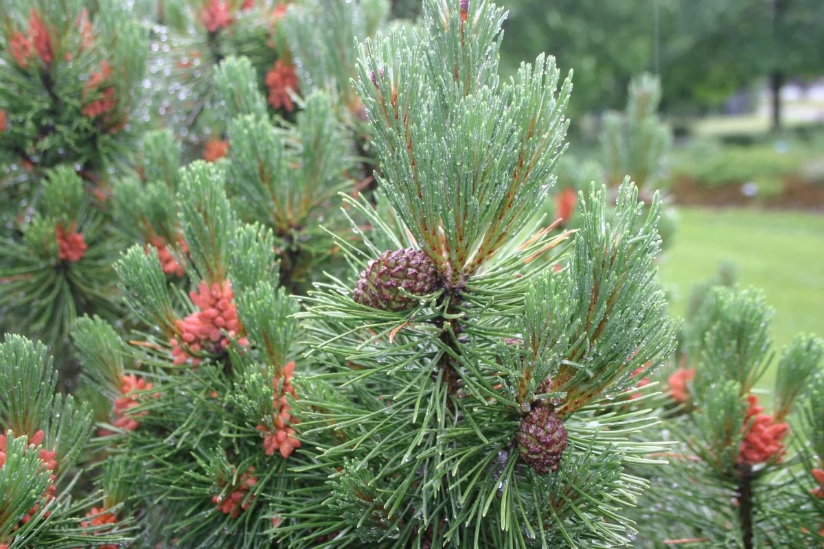 Close-up of Big Tuna Mugo Pine (Pinus mugo 'Big Tuna') showing dense, bright green needle clusters with purple-tinged developing cones and dew droplets, photographed in a garden landscape setting to display foliage texture and cone formation.