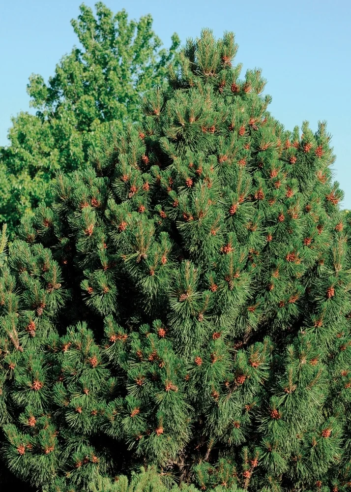 Big Tuna Mugo Pine (Pinus mugo 'Big Tuna') showing a full pyramidal form with dense blue-green needle bunches and reddish-brown new candles throughout the canopy, photographed against clear sky to display mature landscape size.