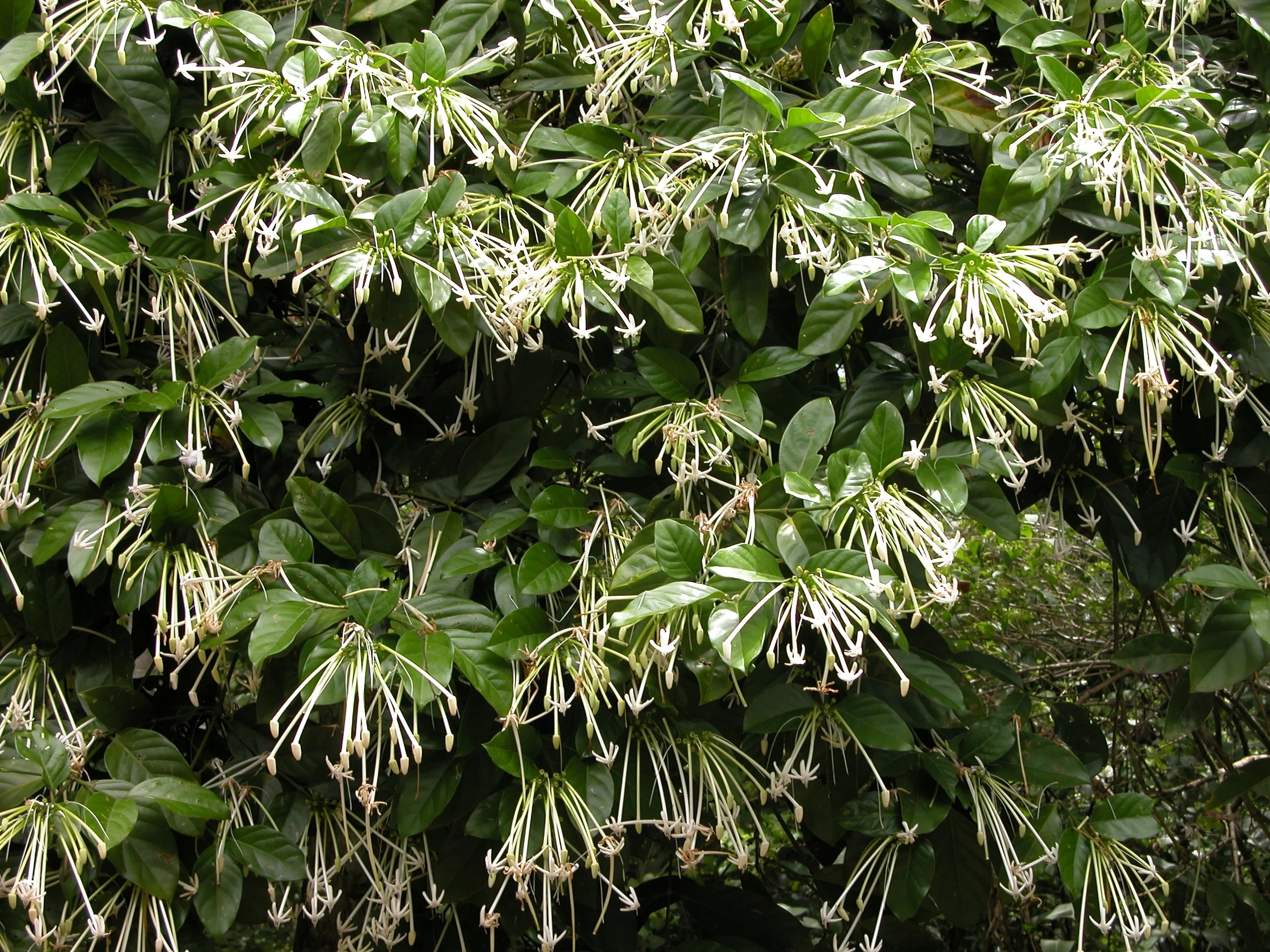 Belize Needle-Flower Tree (Posoqueria latifolia) displaying dense clusters of tubular white flowers with yellow stamens held above glossy, dark green oval leaves, shown in mid-bloom to demonstrate flowering abundance and garden presence.