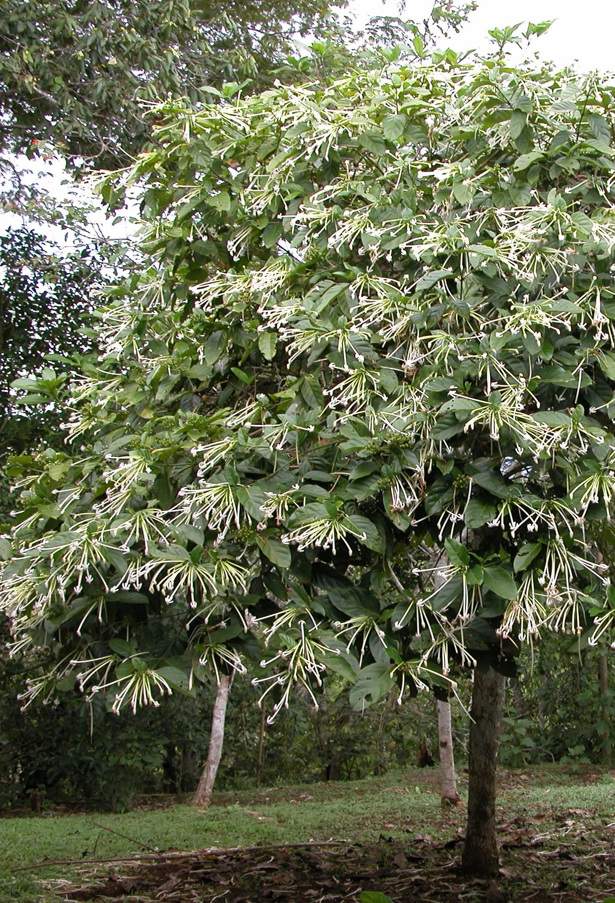Belize Needle-Flower Tree (Posoqueria latifolia) in full bloom, displaying abundant clusters of delicate, cream-colored tubular flowers with long stamens hanging from green foliage. Wide-angle view of a young tree in a landscape setting, demonstrating mature flowering habit and ornamental appeal.