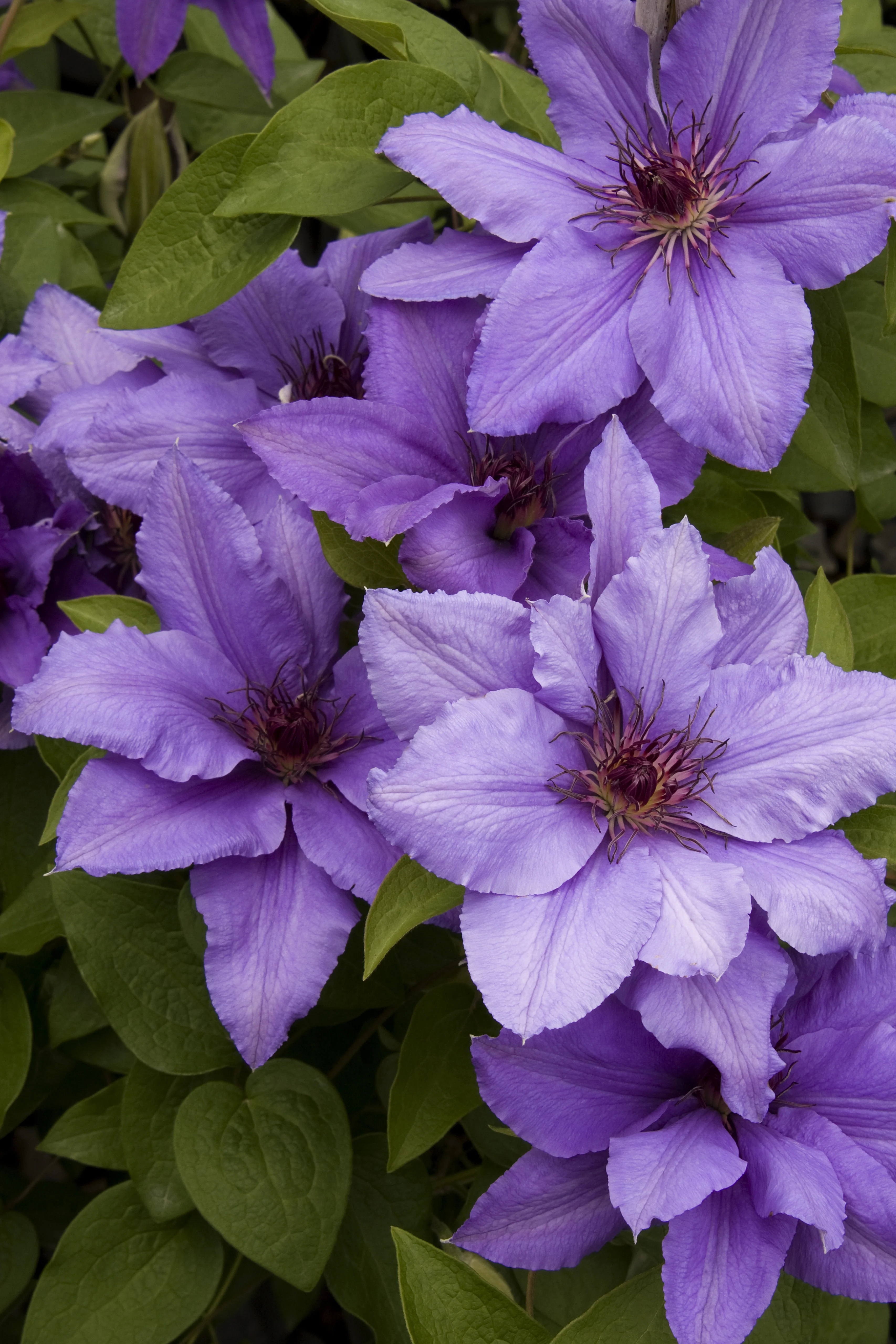 Close-up of Boulevard® Parisienne™ Clematis hybrid 'Evipo019' showing multiple large lavender-purple flowers with ruffled petals and dark purple stamens, surrounded by green oval foliage, demonstrating abundant blooming potential.