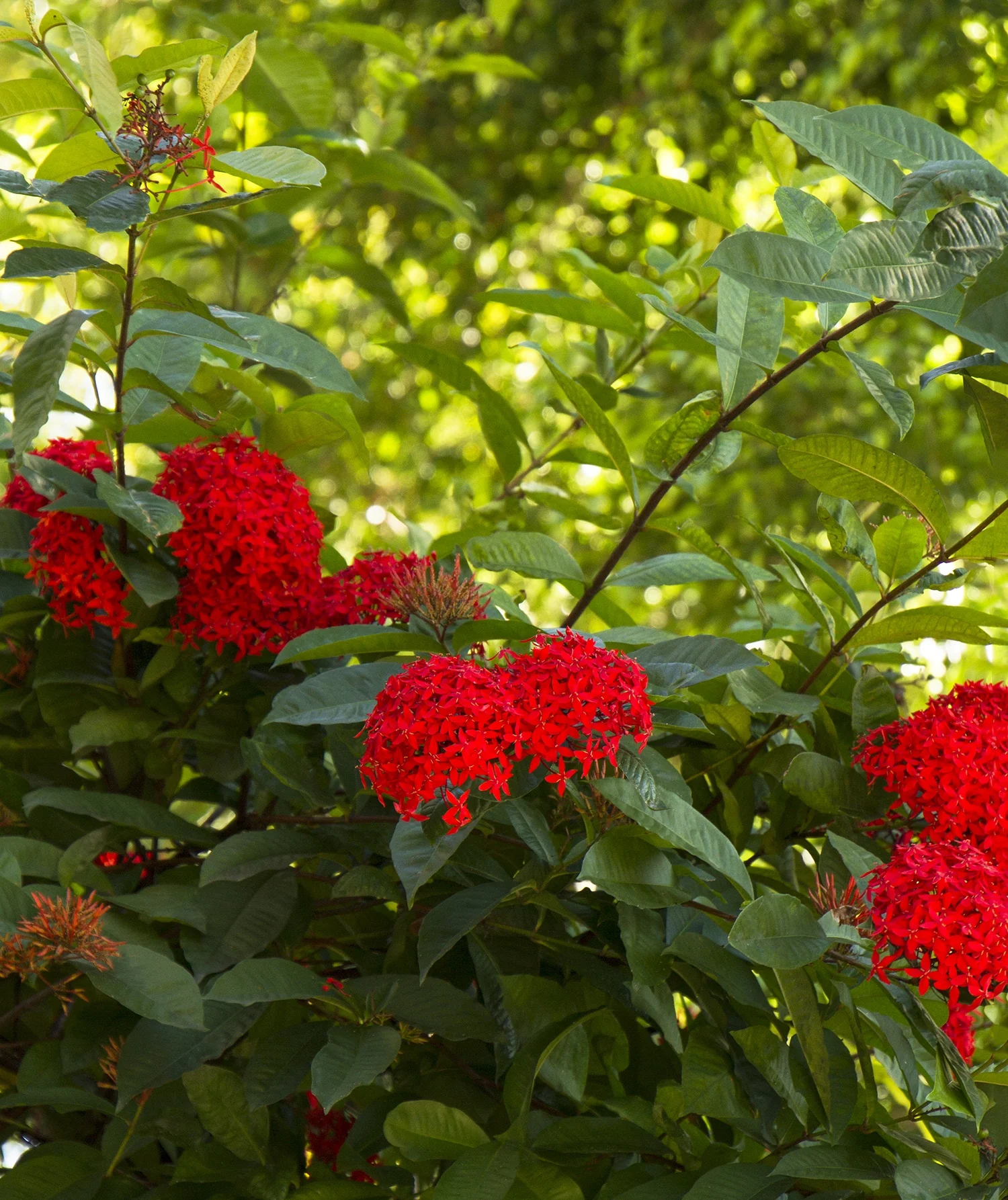 Jungle Beauty Ixora (Ixora 'Daeng Malaysia') displaying dense clusters of bright red star-shaped flowers among glossy green foliage in dappled sunlight, showing the plant's mature blooming stage in a landscape setting.