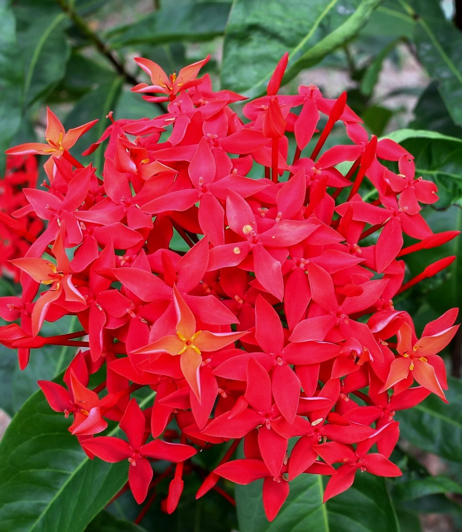 Dense cluster of bright red and orange star-shaped flowers with five pointed petals and yellow centers on Jungle Beauty Ixora (Ixora 'Daeng Malaysia'), surrounded by glossy green foliage, showing full bloom to demonstrate flower color and abundance.