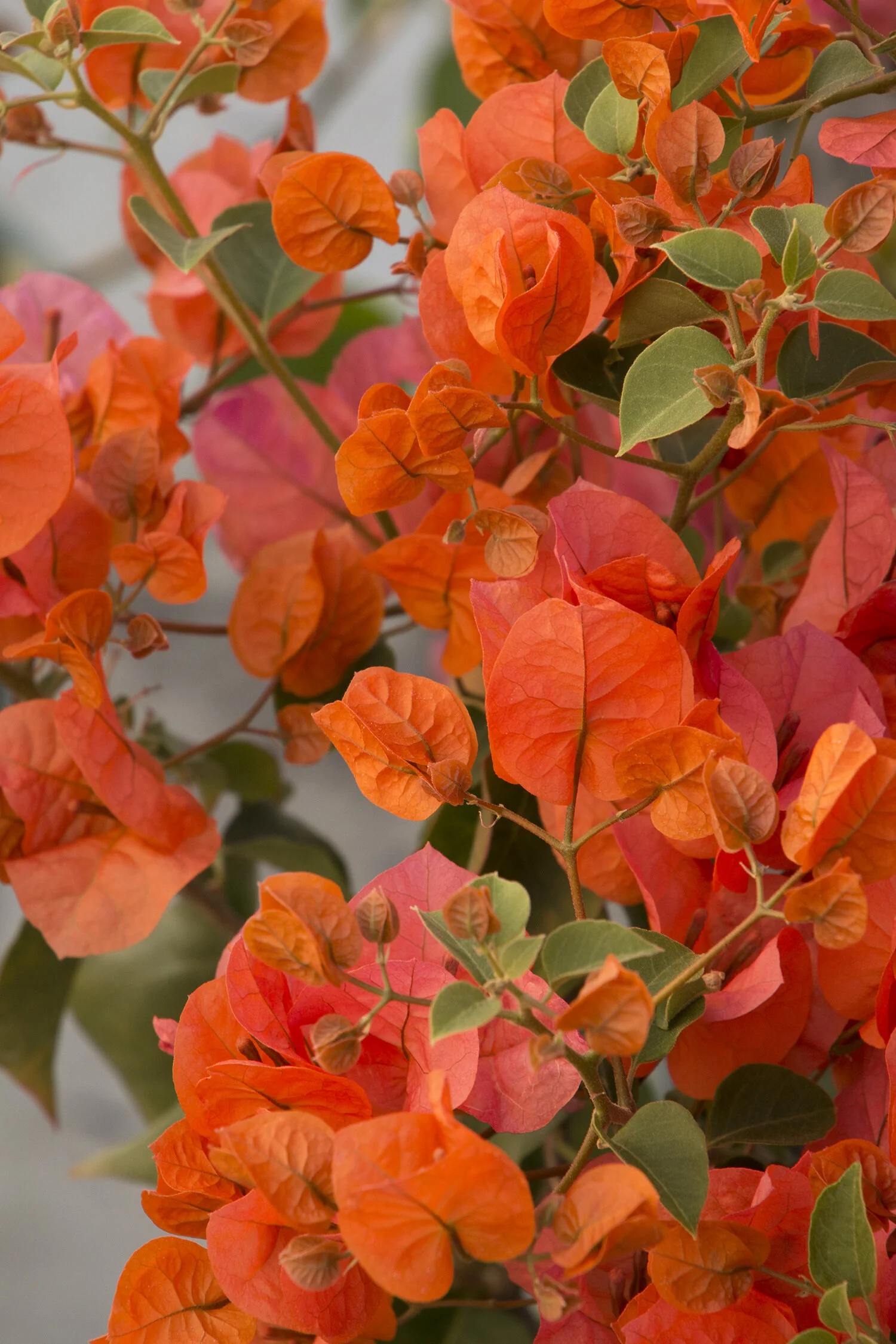 Bougainvillea Live Plant – Orange Flowering Vine, Unbranded