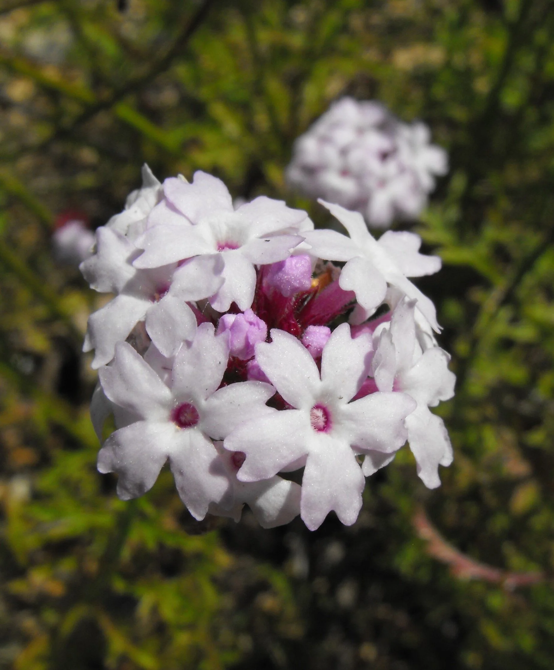 Close-up of Verbena lilacina 'Paseo Rancho' showing densely clustered white flowers with deep magenta centers arranged in a rounded flower head, surrounded by green foliage, displaying the blooming habit of this island verbena variety.