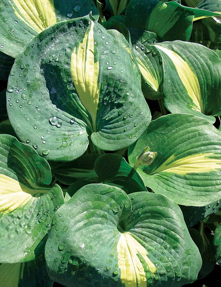 Close-up of Thunderbolt Hosta foliage showing large, heart-shaped leaves with deep green coloring and bright yellow-green center stripes, covered in water droplets. Multiple leaves at various angles display the variegated pattern and textured surface, demonstrating the plant's striking color contrast and mature leaf form.