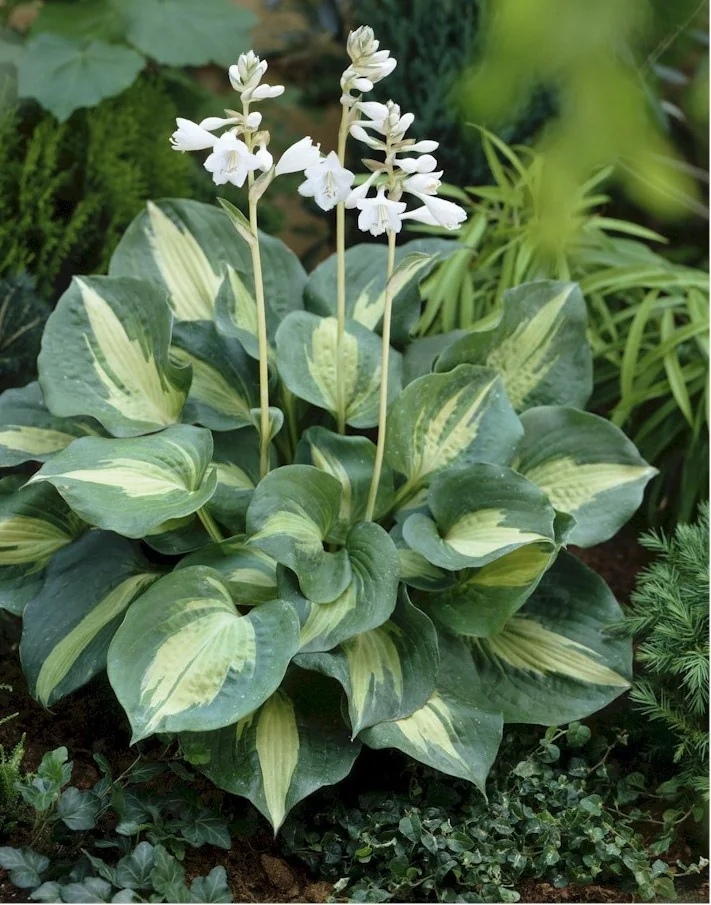 Thunderbolt Hosta with variegated green and yellow leaves and white flower spikes, shown in full plant view in a shaded garden border with surrounding foliage, displaying mature flowering stage.