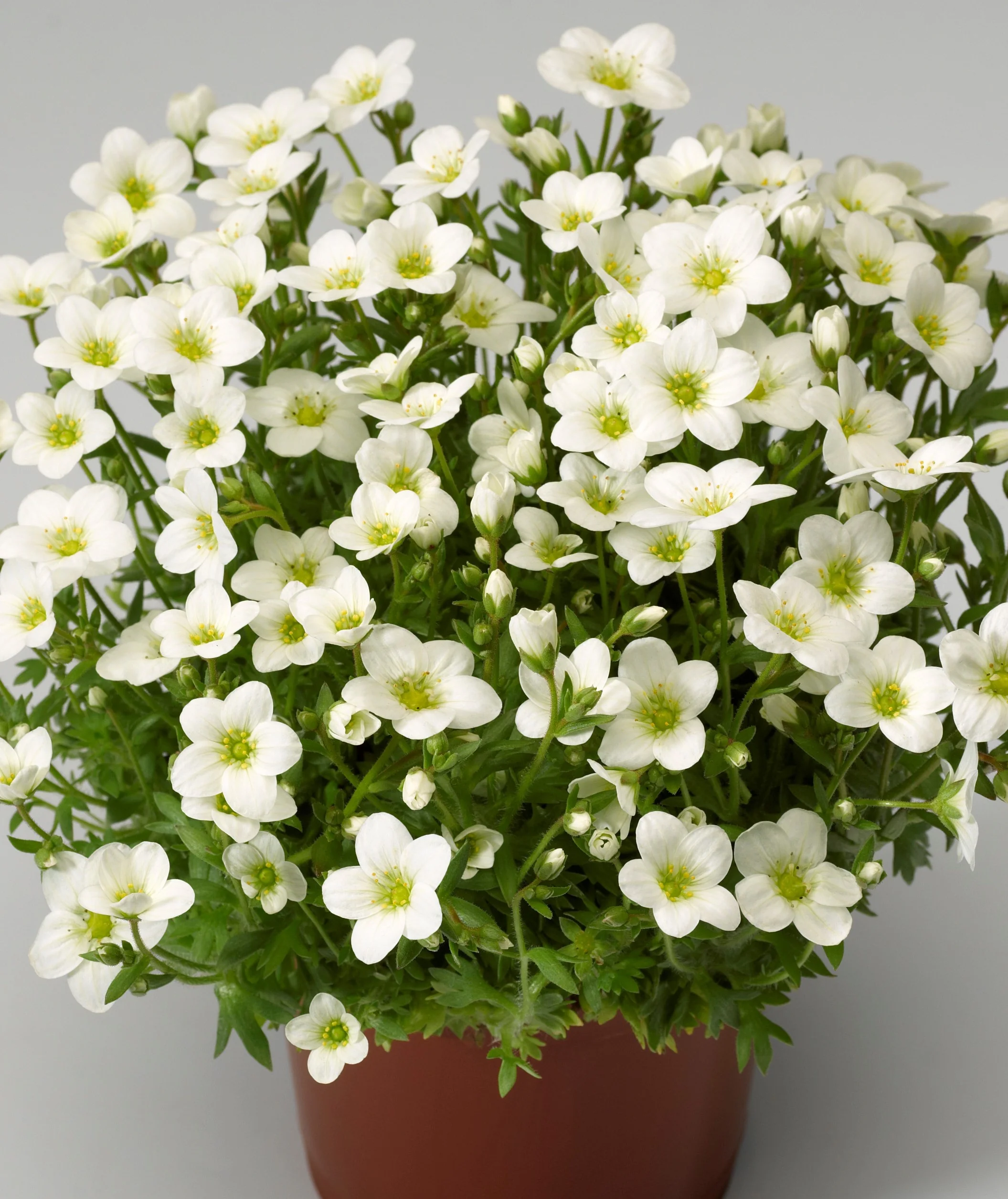 Alpino™ White Saxifrage, Saxifraga x arendsii 'White', Monrovia Plant
