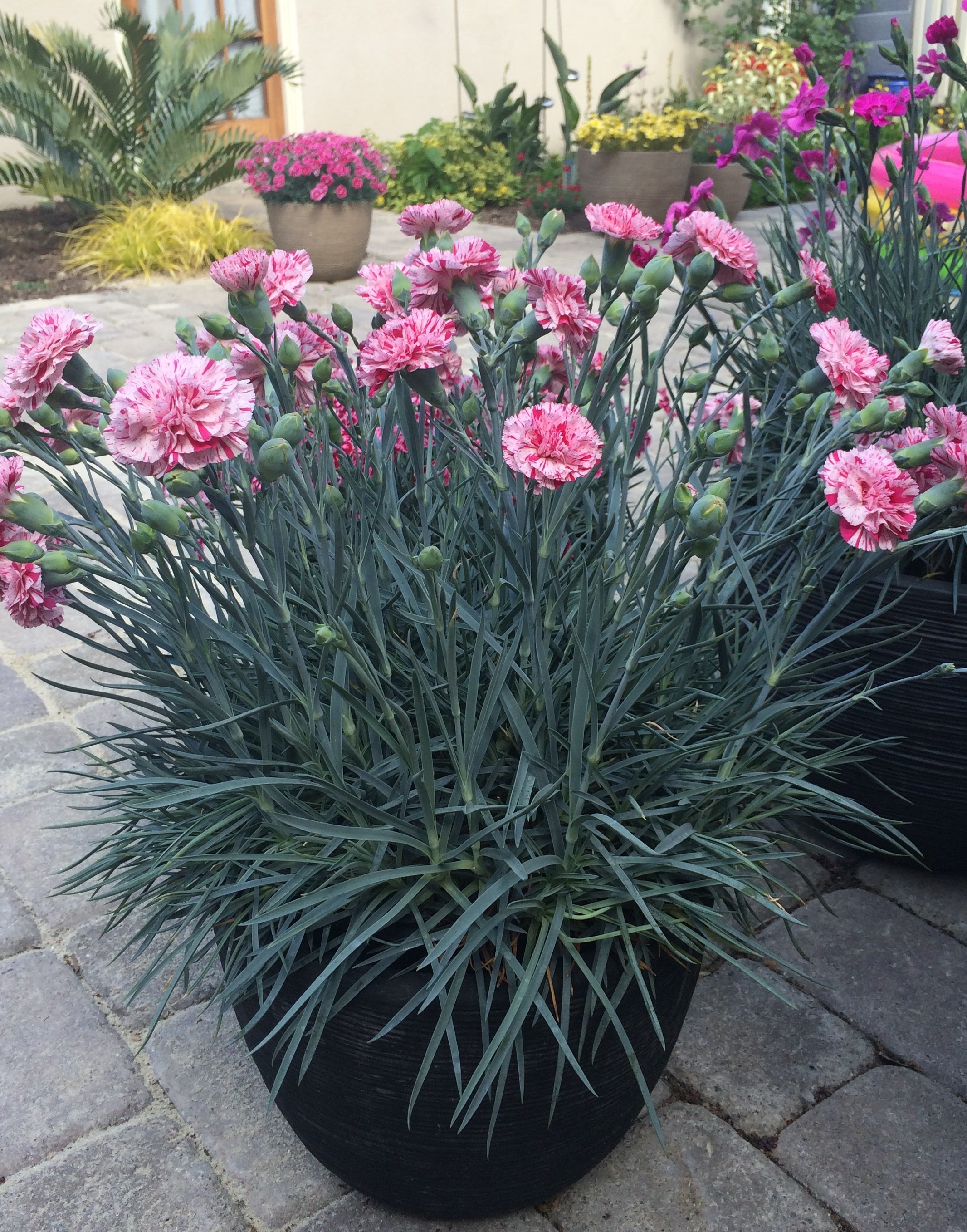 Devon Cottage™ Pinball Wizard Dianthus, Monrovia Plant
