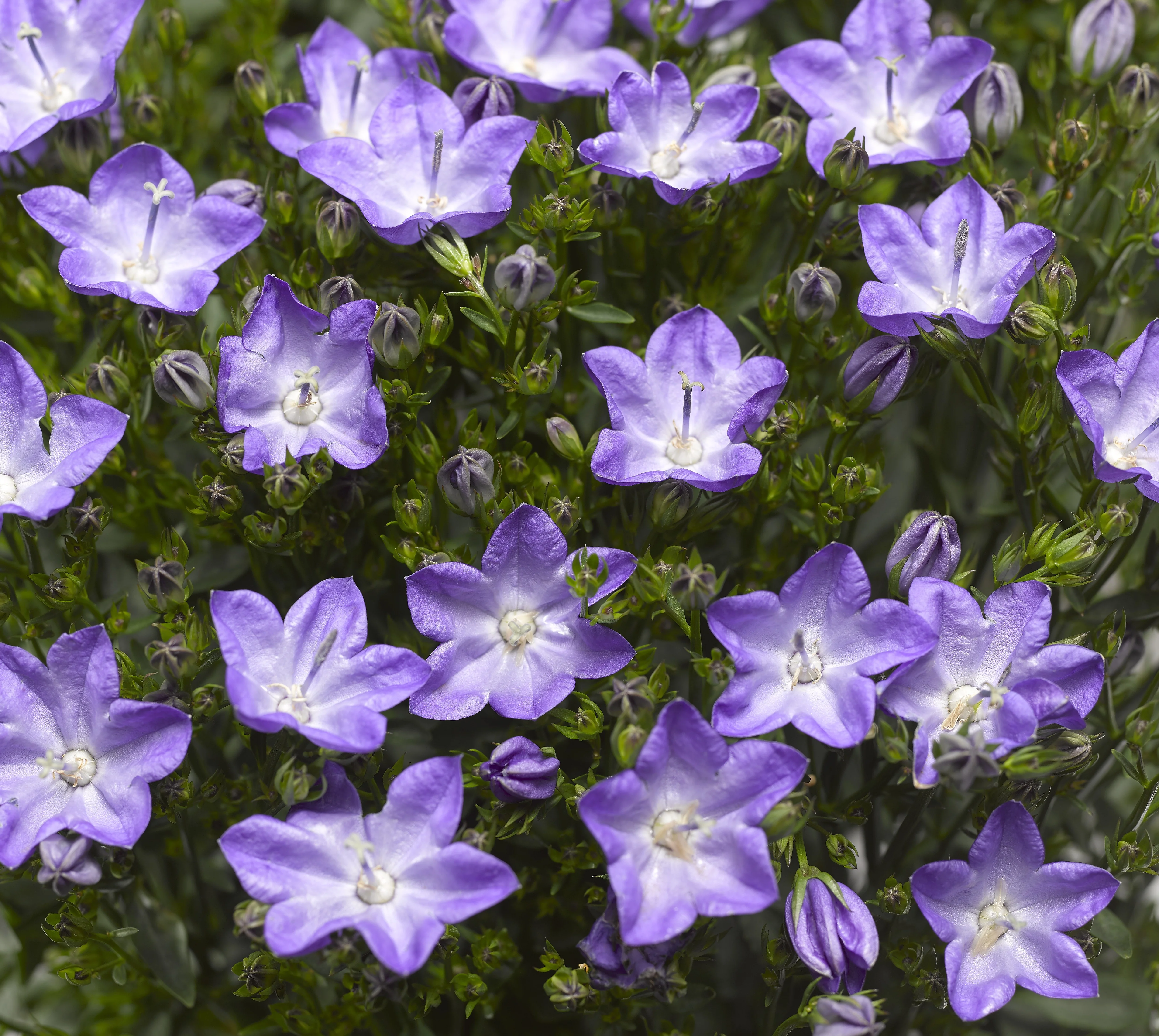 Close-up of Beyond Blue Bellflower (Campanula x 'Beyond Blue') displaying masses of purple-blue five-petaled flowers with white centers and prominent stamens, surrounded by green foliage and unopened buds, demonstrating abundant blooming habit.