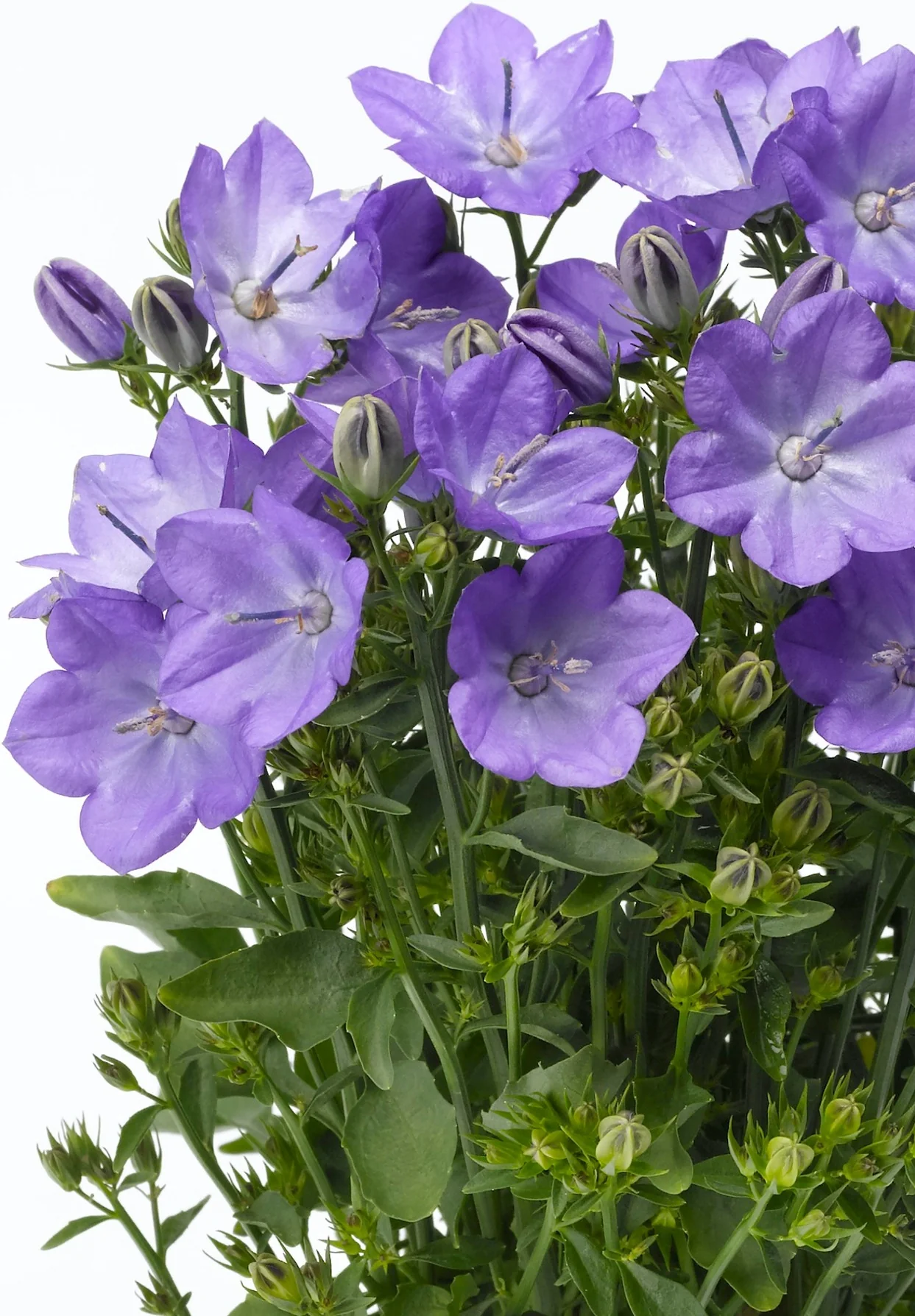 Beyond Blue Bellflower (Campanula x 'Beyond Blue') displaying lavender-purple star-shaped flowers with prominent dark stamens, shown in full bloom alongside unopened buds and green foliage in a container setting, illustrating the plant's flowering progression and ornamental appeal.