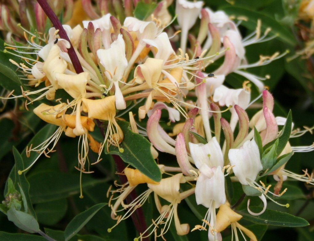 Sweet Tea Honeysuckle, Lonicera periclymenum 'Inov71' PP #21,874