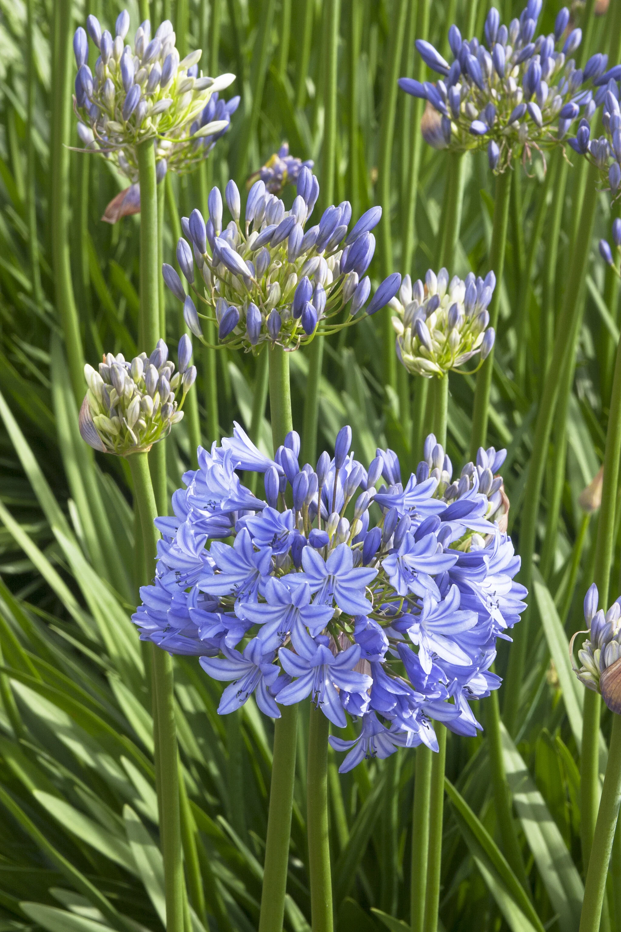 Midknight Blue® Agapanthus, Agapanthus hybrid 'Monmid', Monrovia Plant