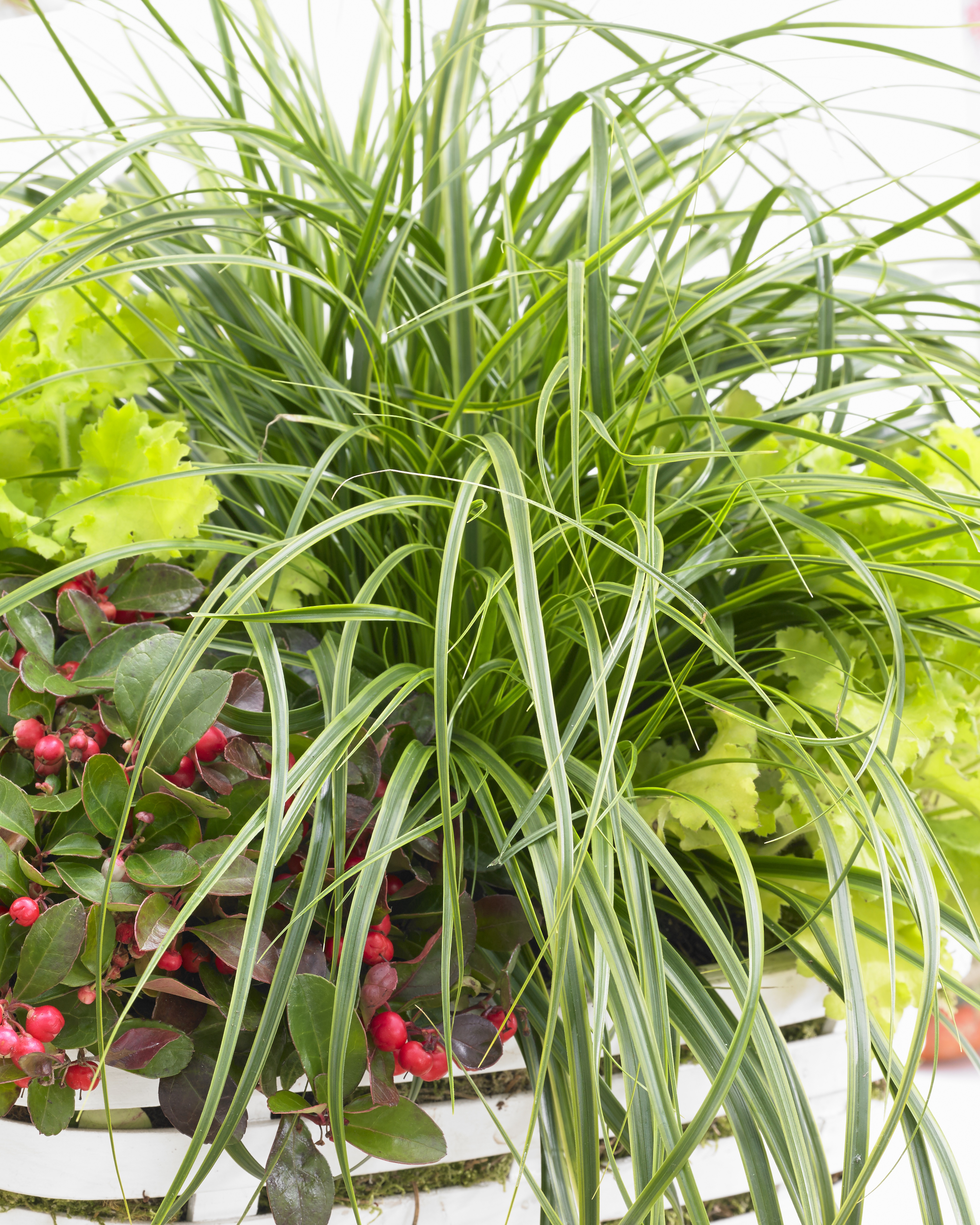 EverColor® Everlime Variegated Sedge, Monrovia Plant